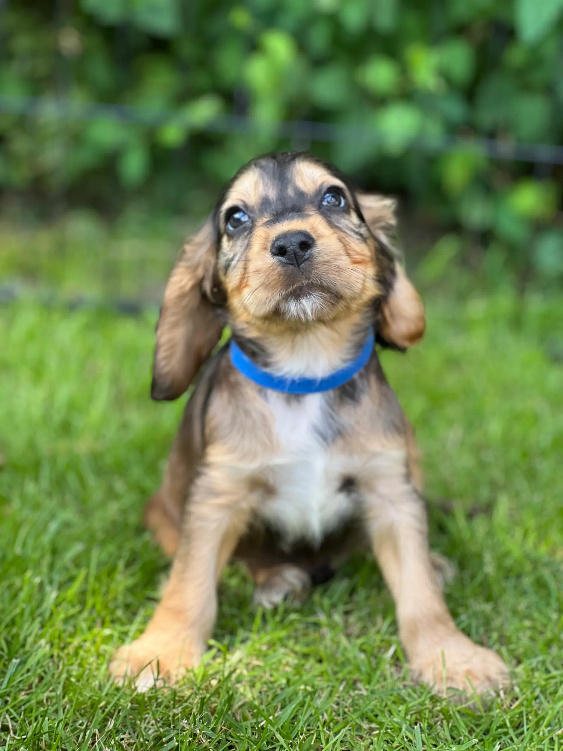 Cocker spaniel