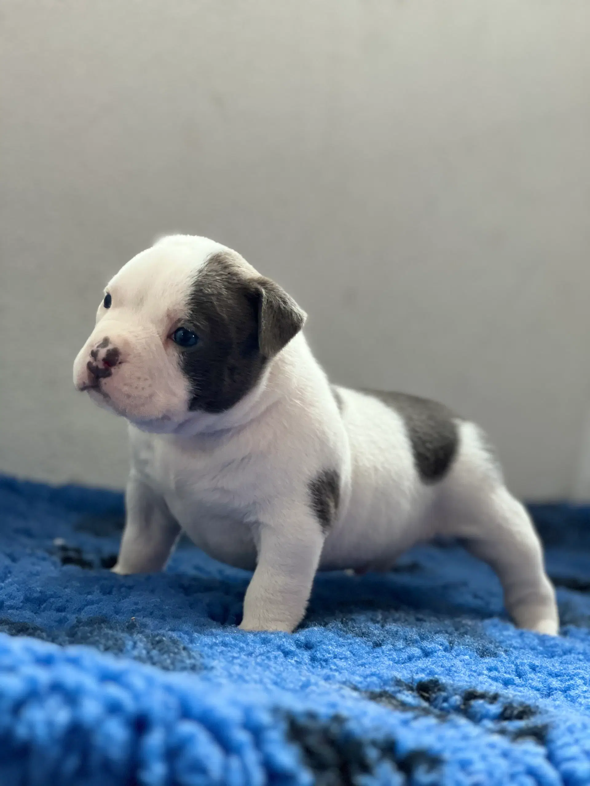 American bully pocket Hanhvalpe