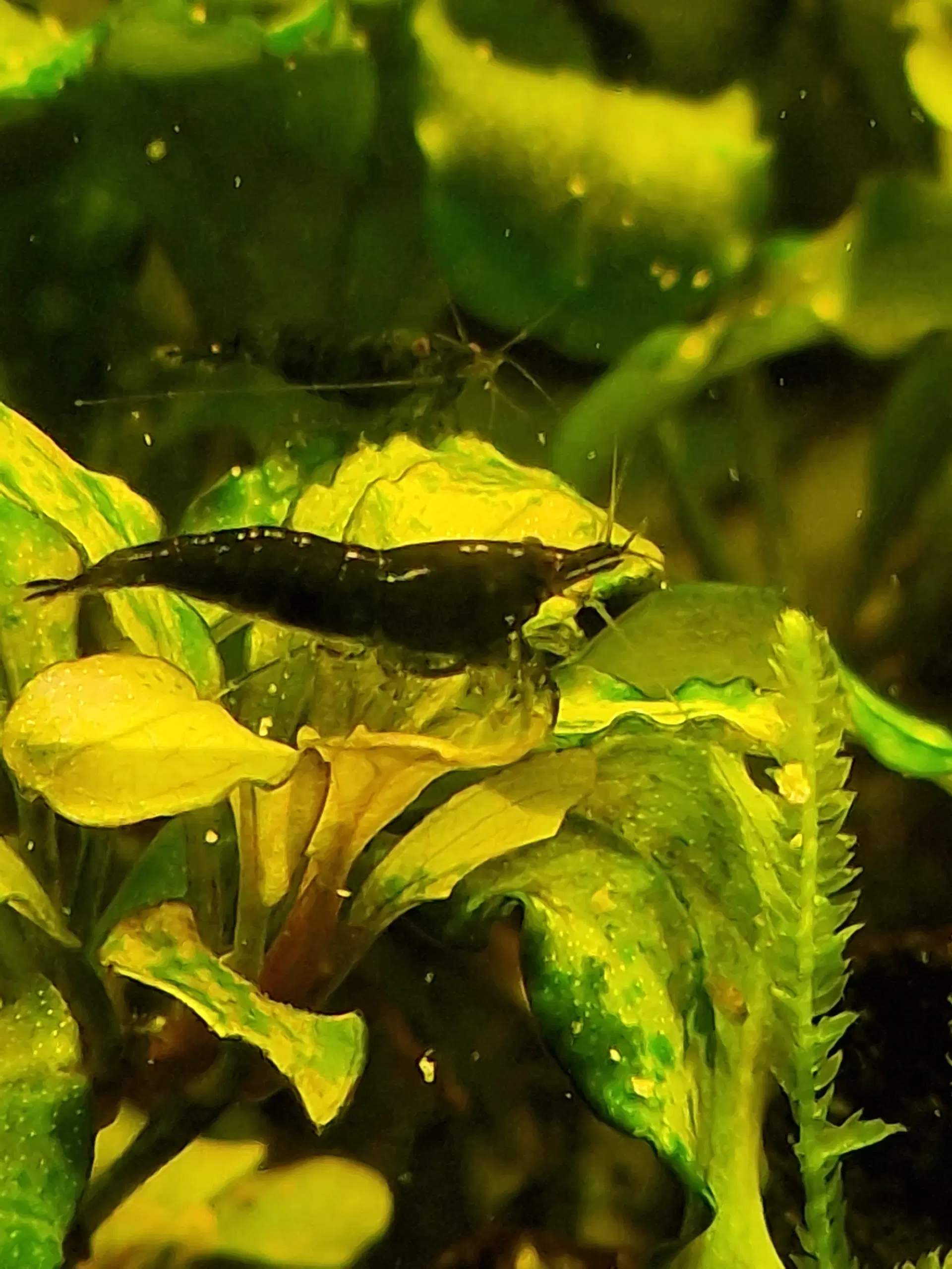 Rejer Neocaridina Green Jade