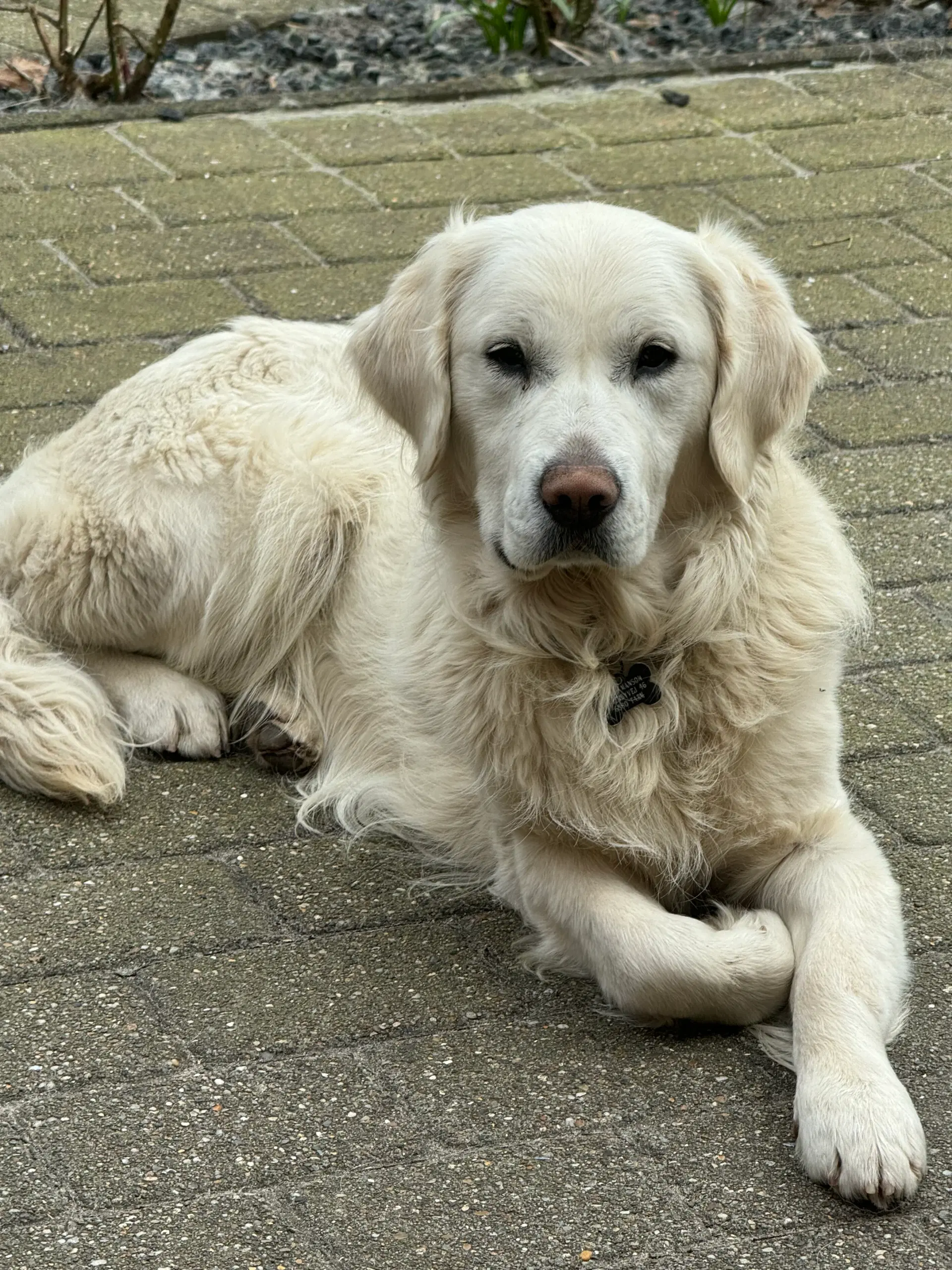 Golden Retriever han tilbydes til avl