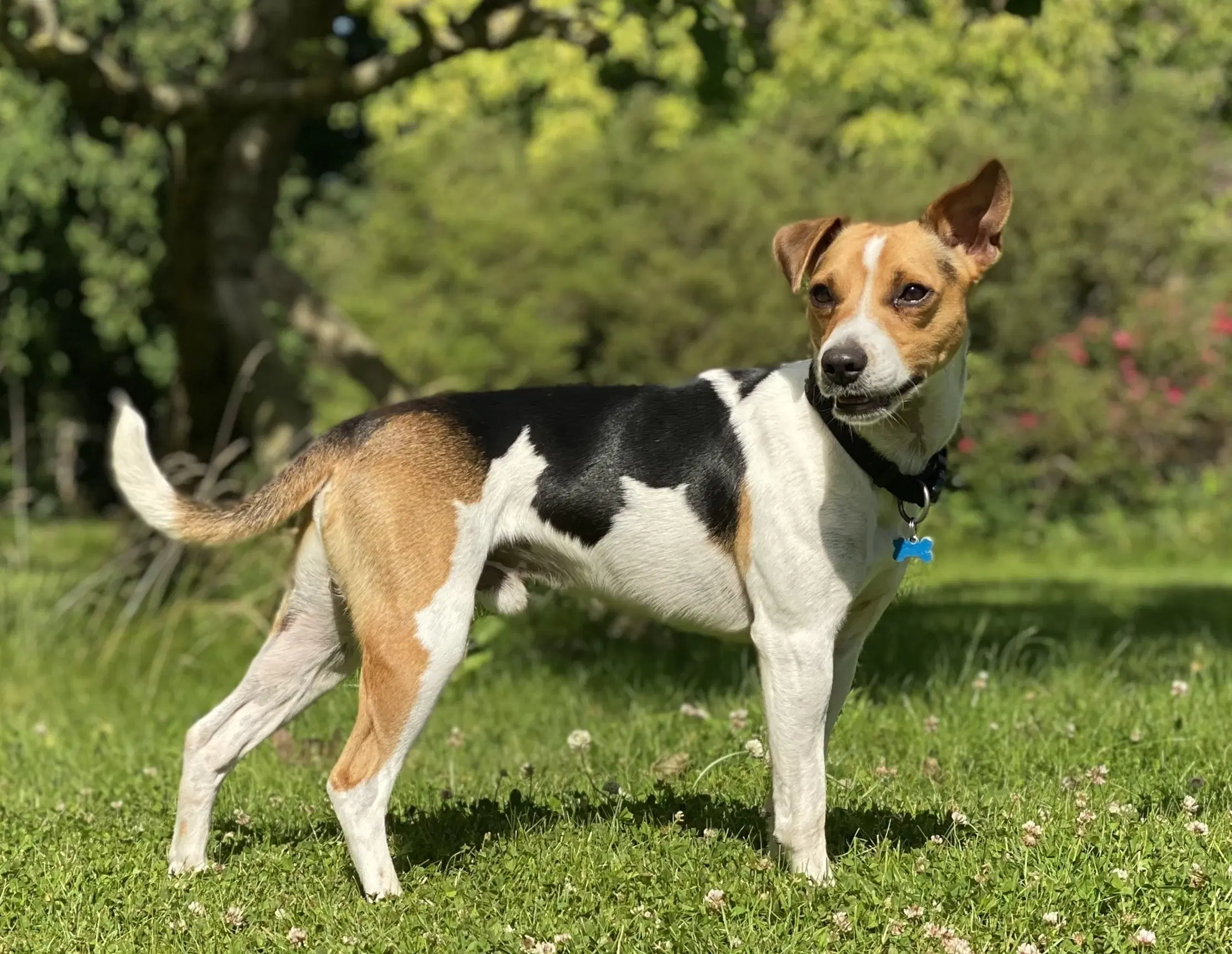 Avlstjeneste Dansk-Svensk Gårdhund