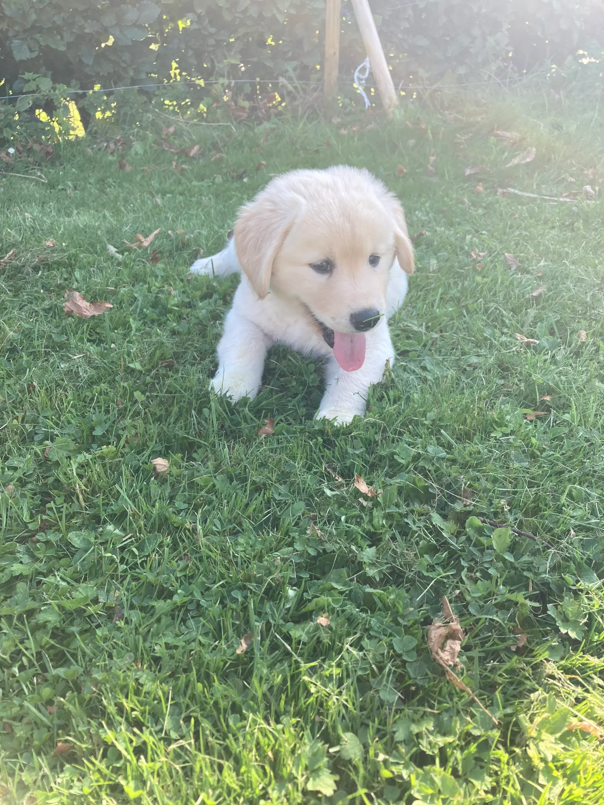 Labrador / husky