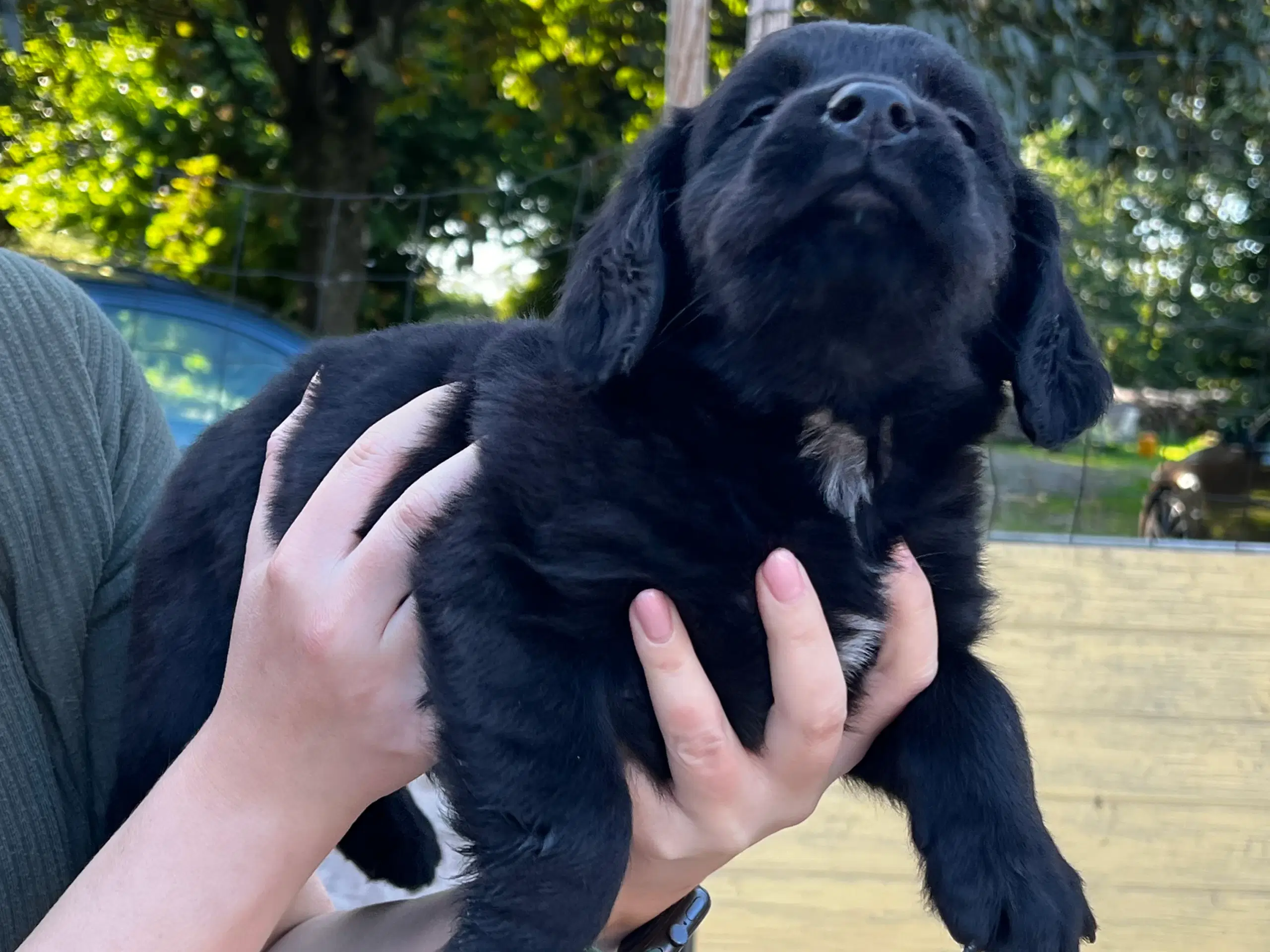 Blandings hvalpe labrador/rottweiler