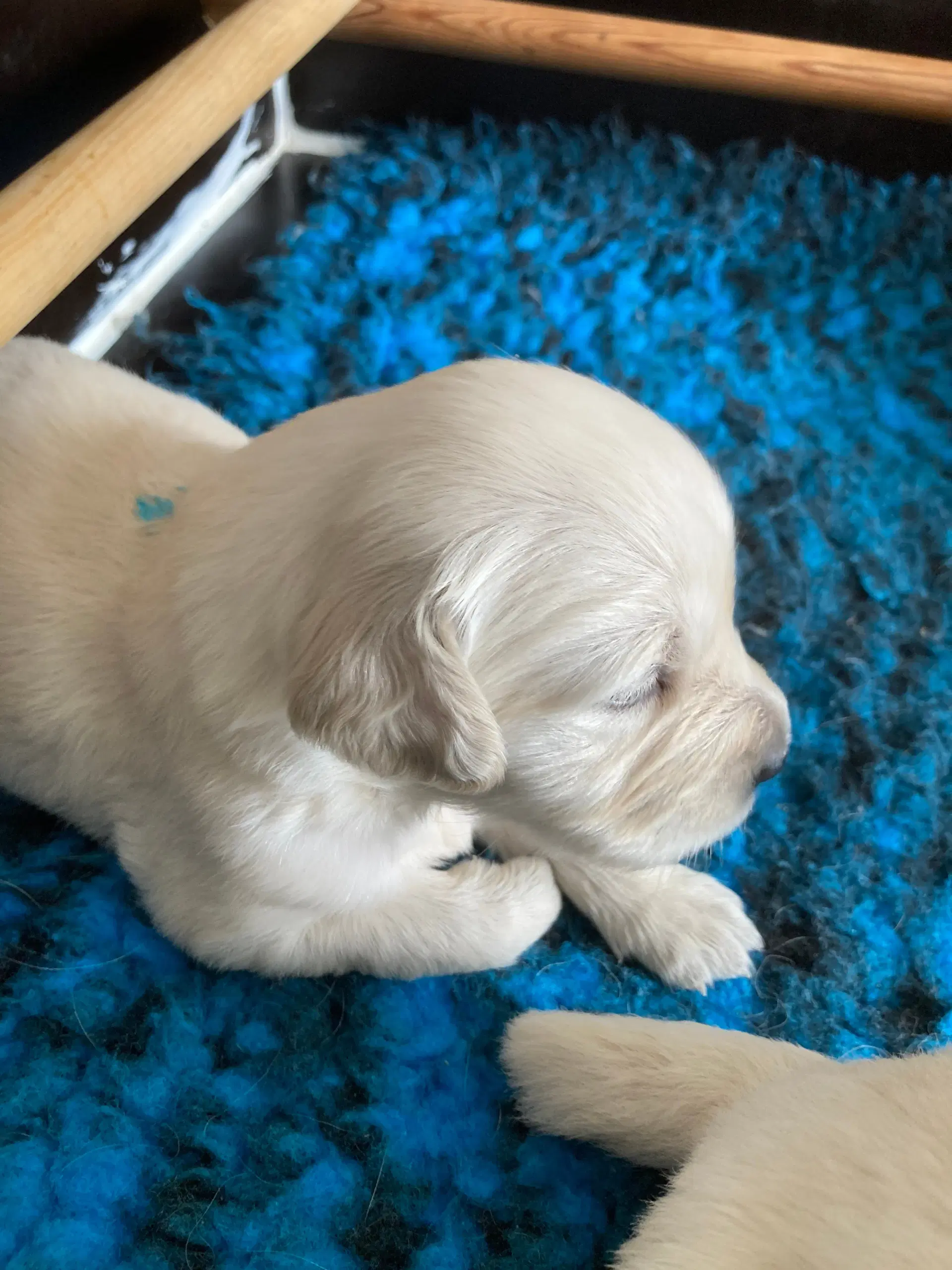 Golden retriever hvalpe