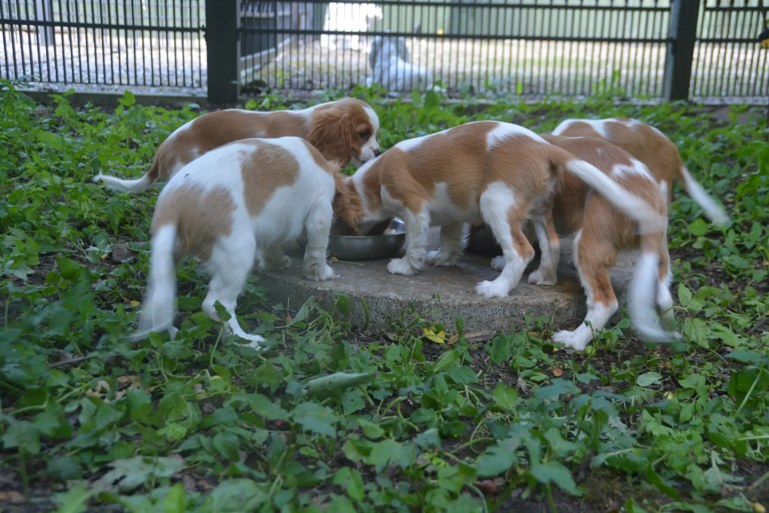 Cavalier King Charles Spaniel