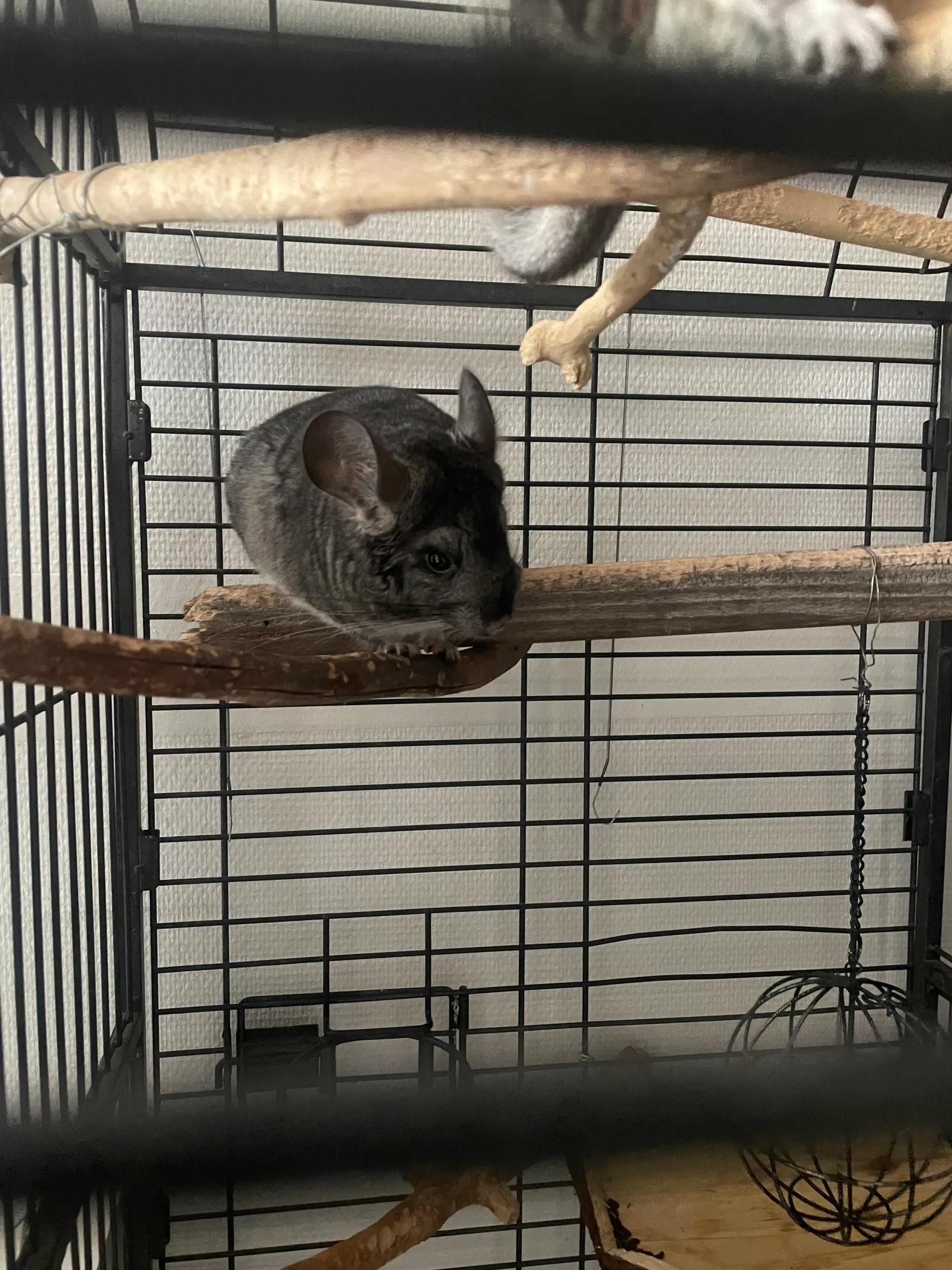 Chinchilla