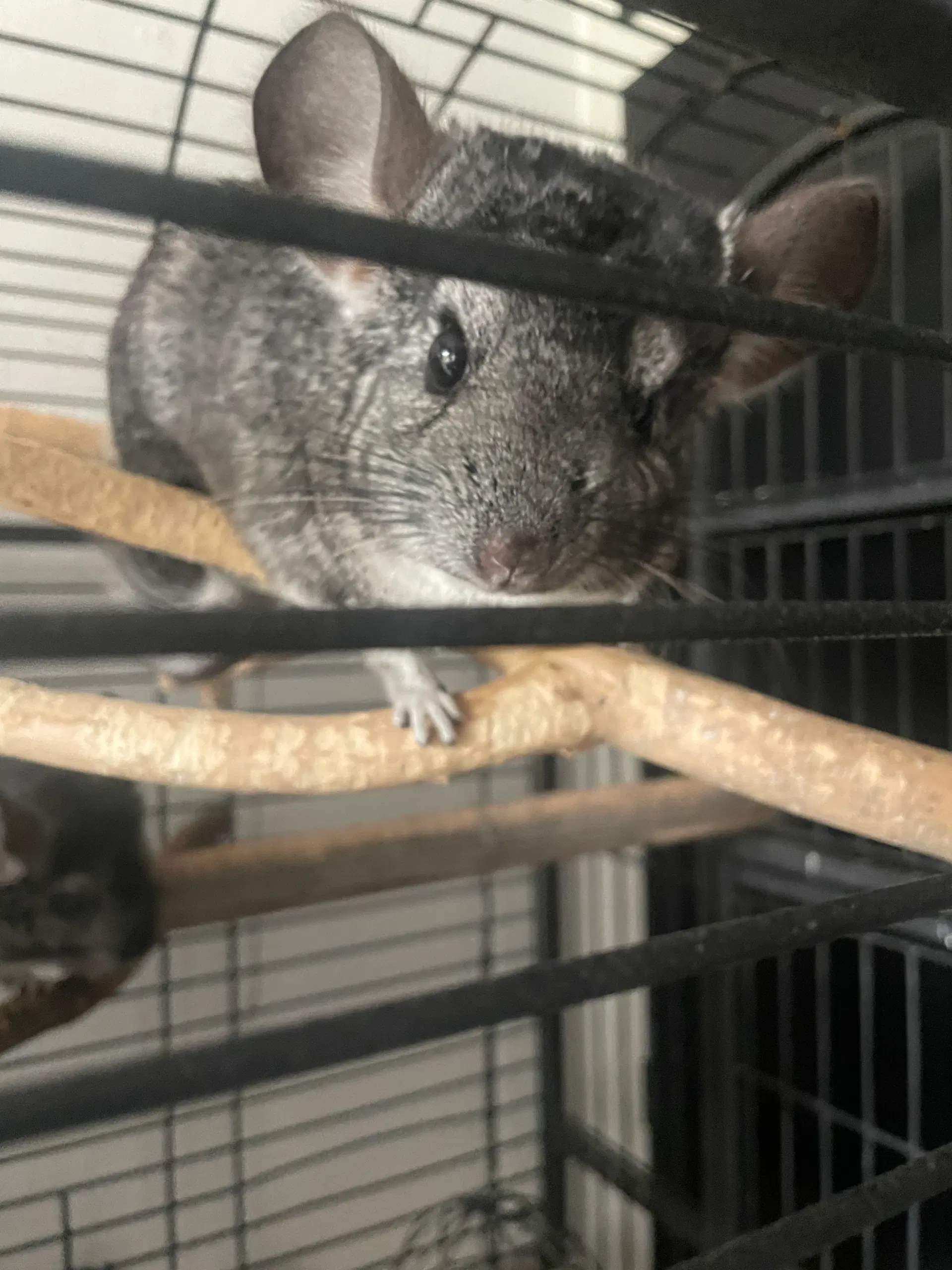 Chinchilla