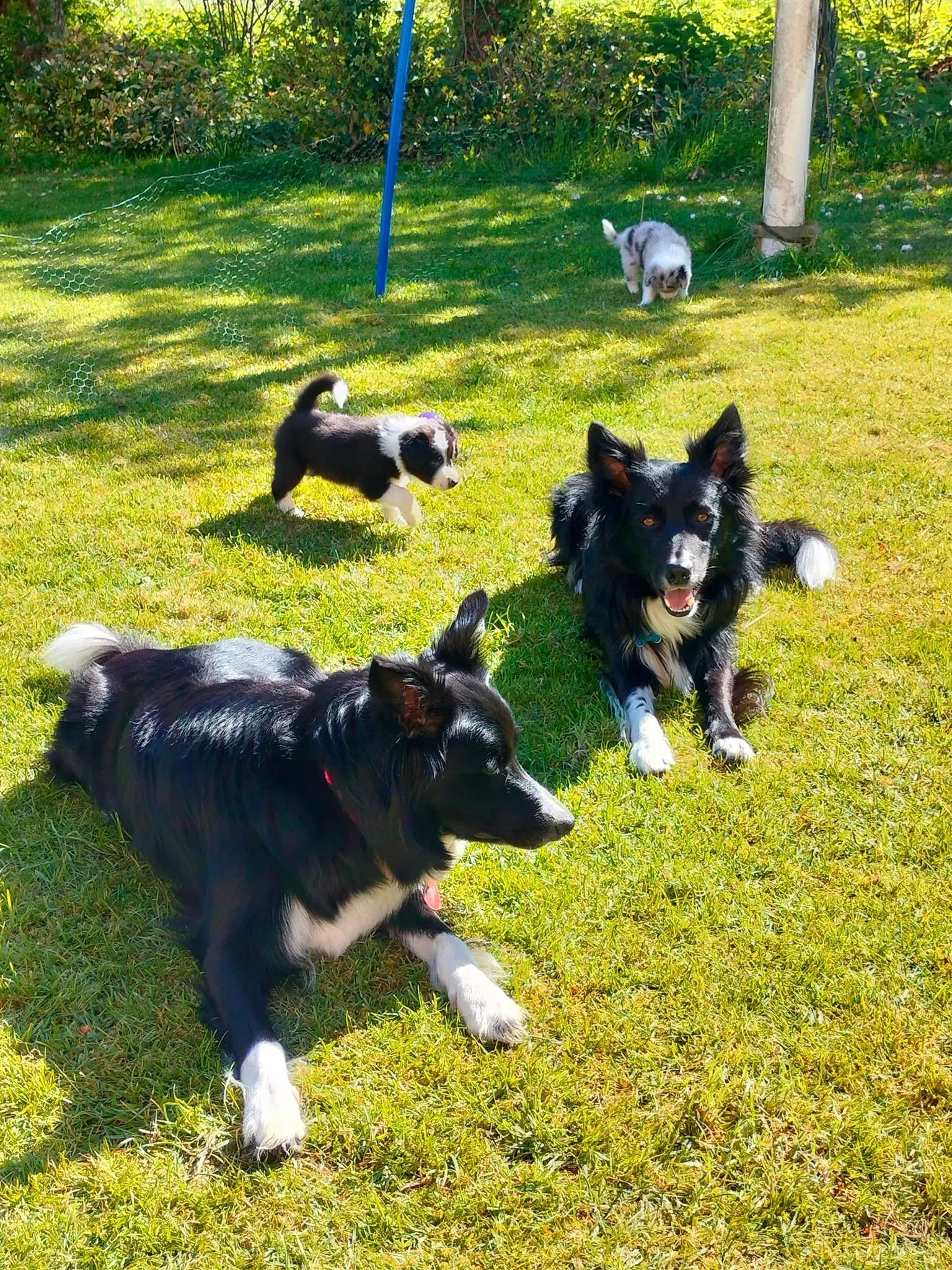 Border Collie/Australian Shepherd