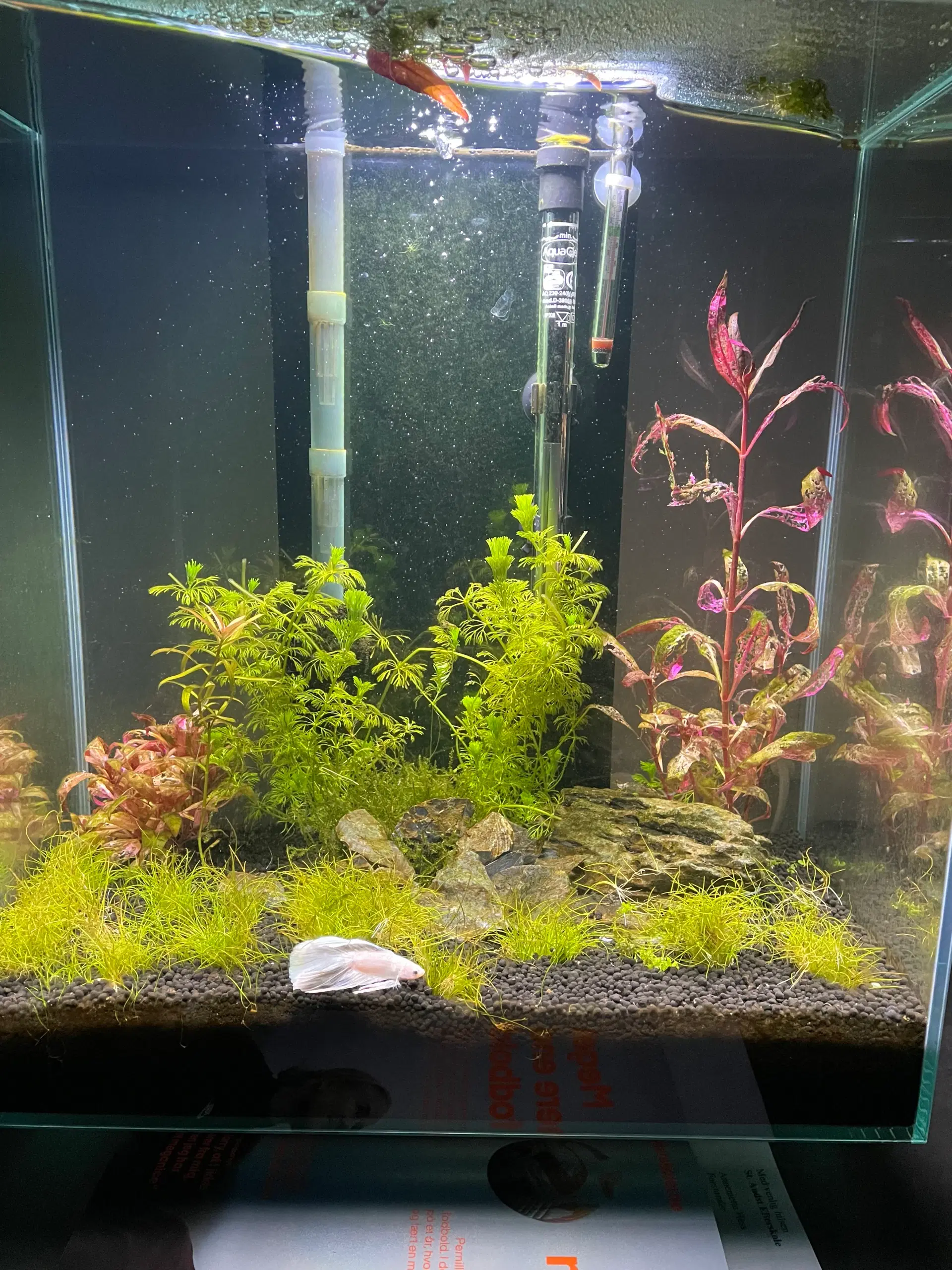 Fluval Edge akvarie 46 L