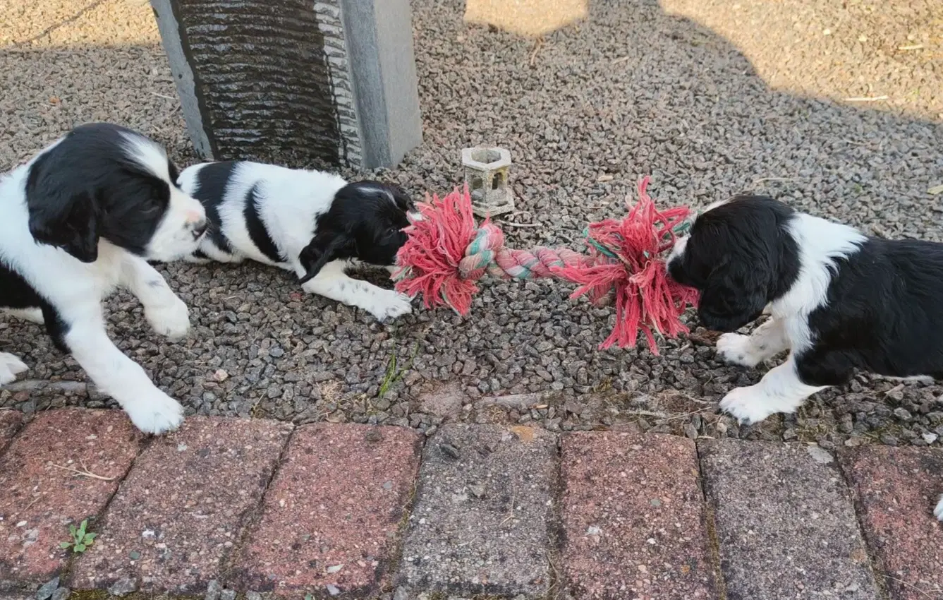 Engelsk springer Spaniel hvalpe