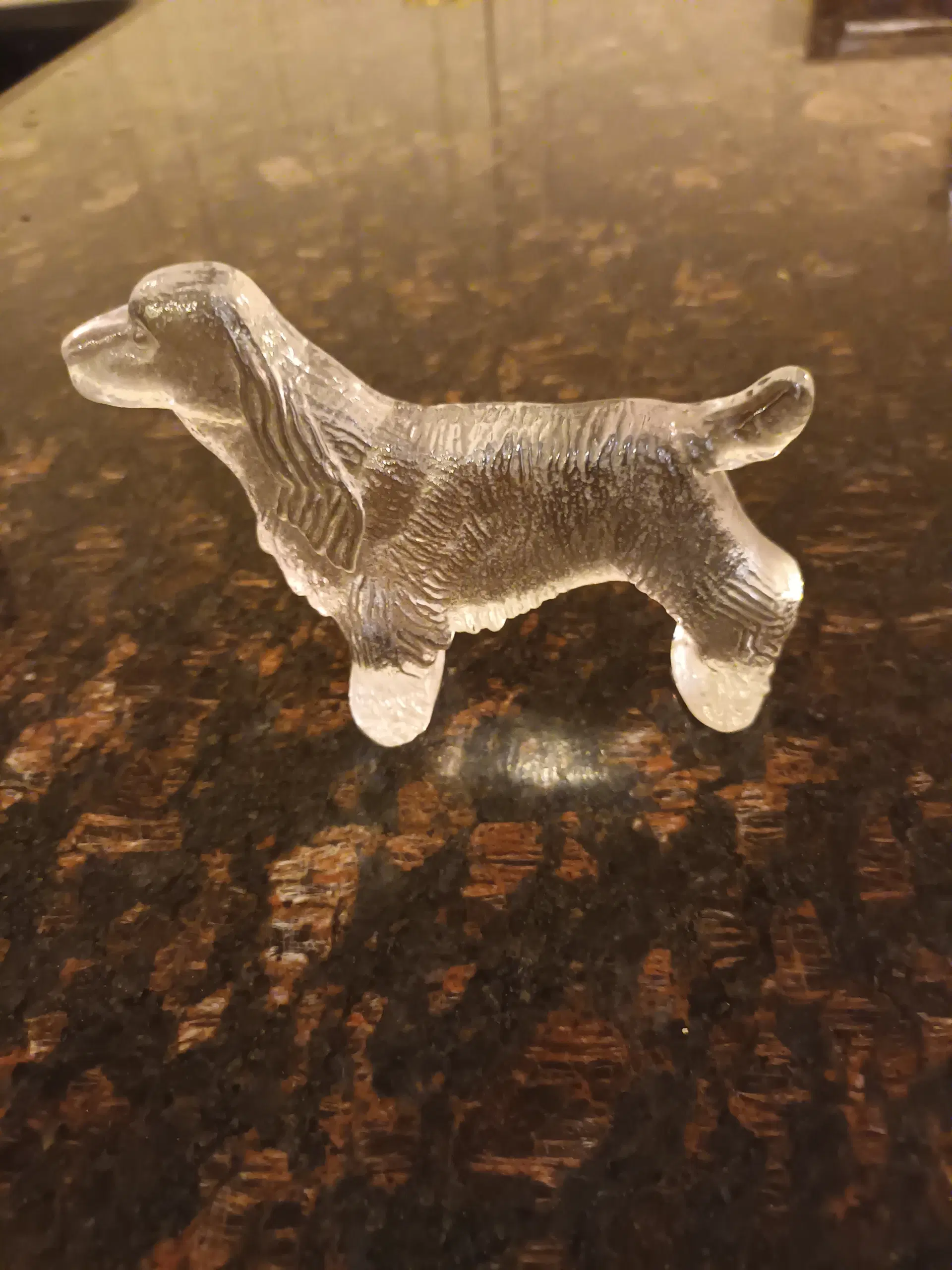 Glas Cocker spaniel