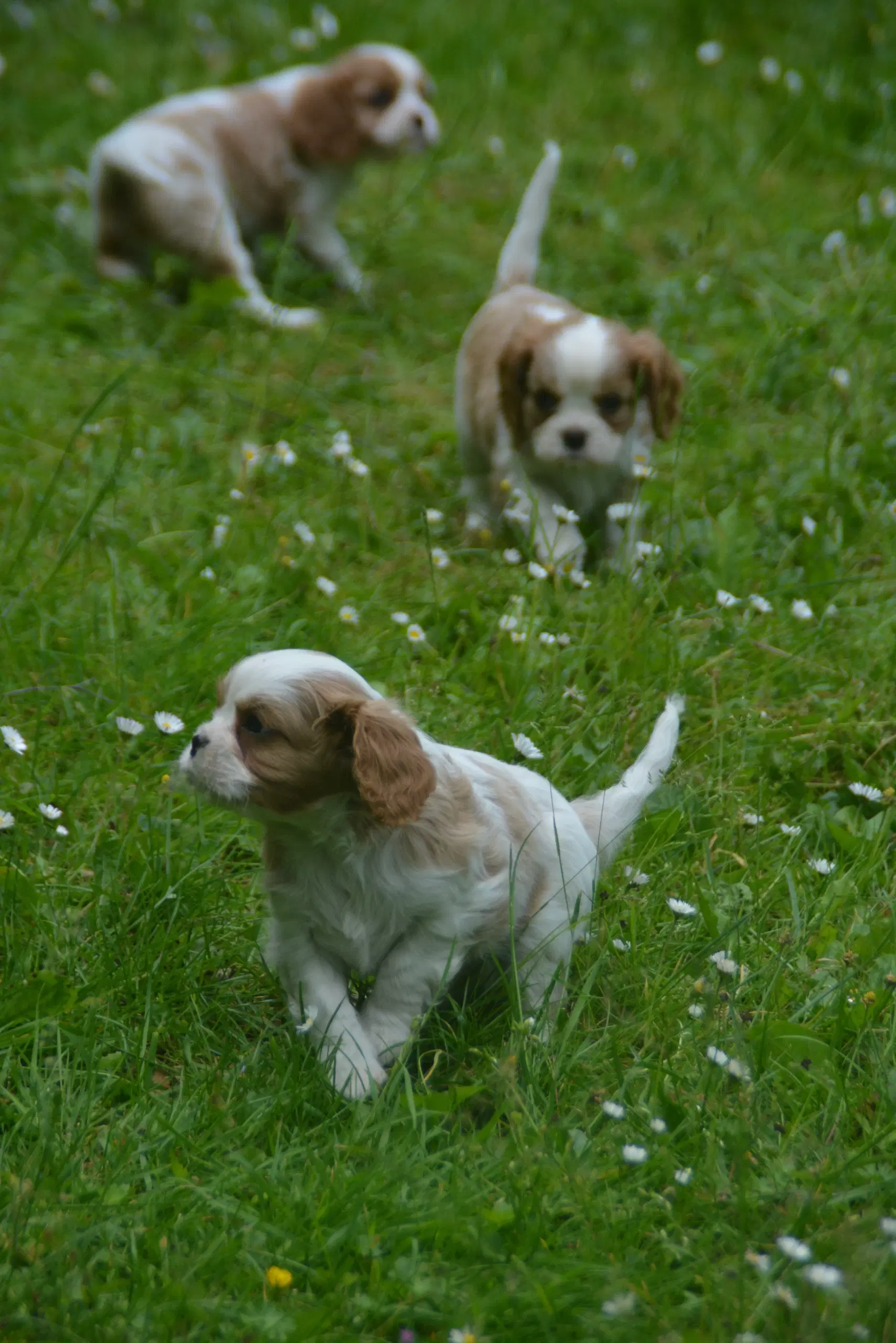 Cavalier King Charles Spaniel