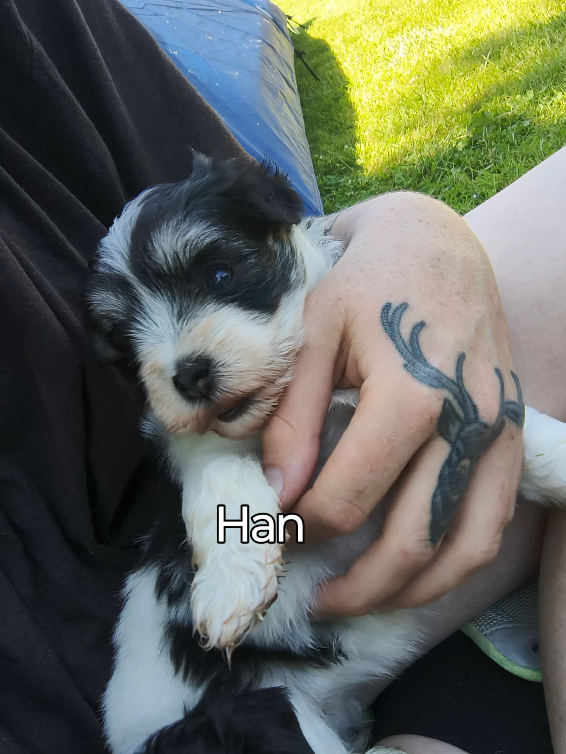 Coton de tulear /malteser hvalpe