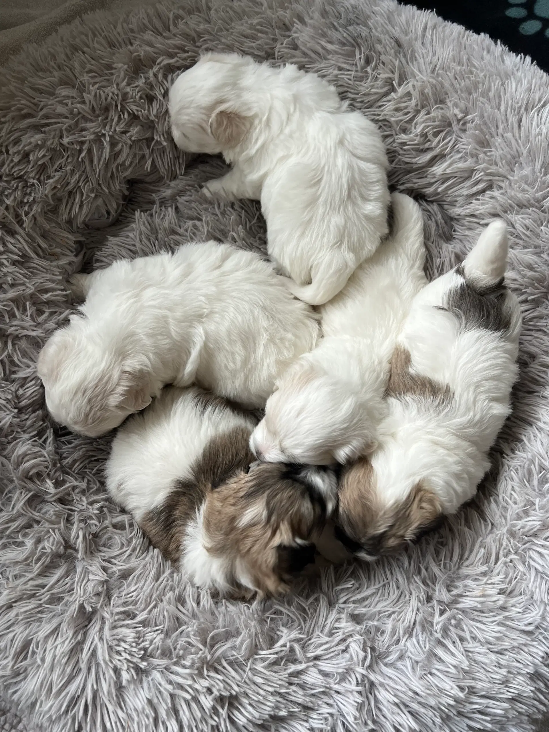 Coton de tulear hvalpe