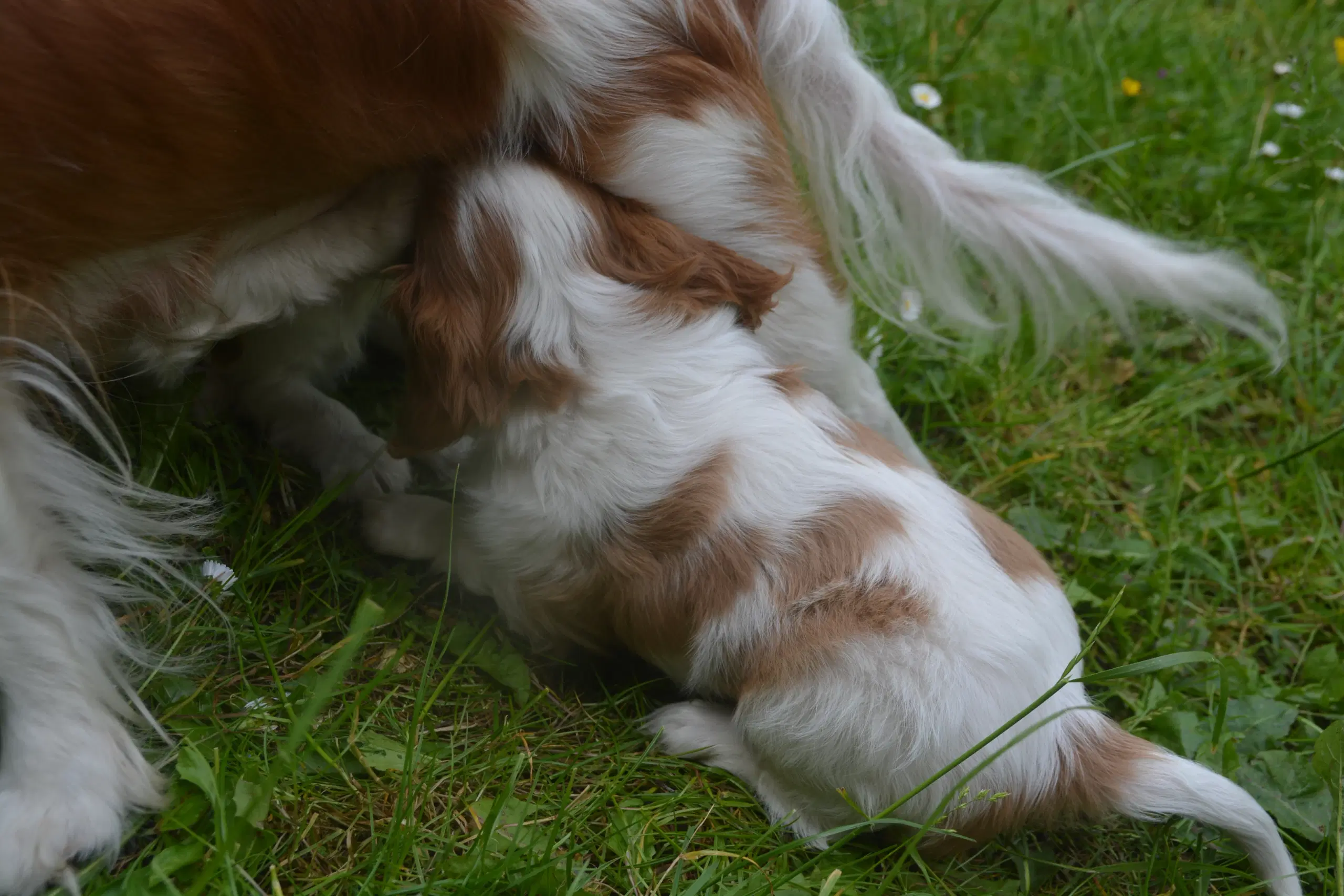 Cavalier King Charles Spaniel