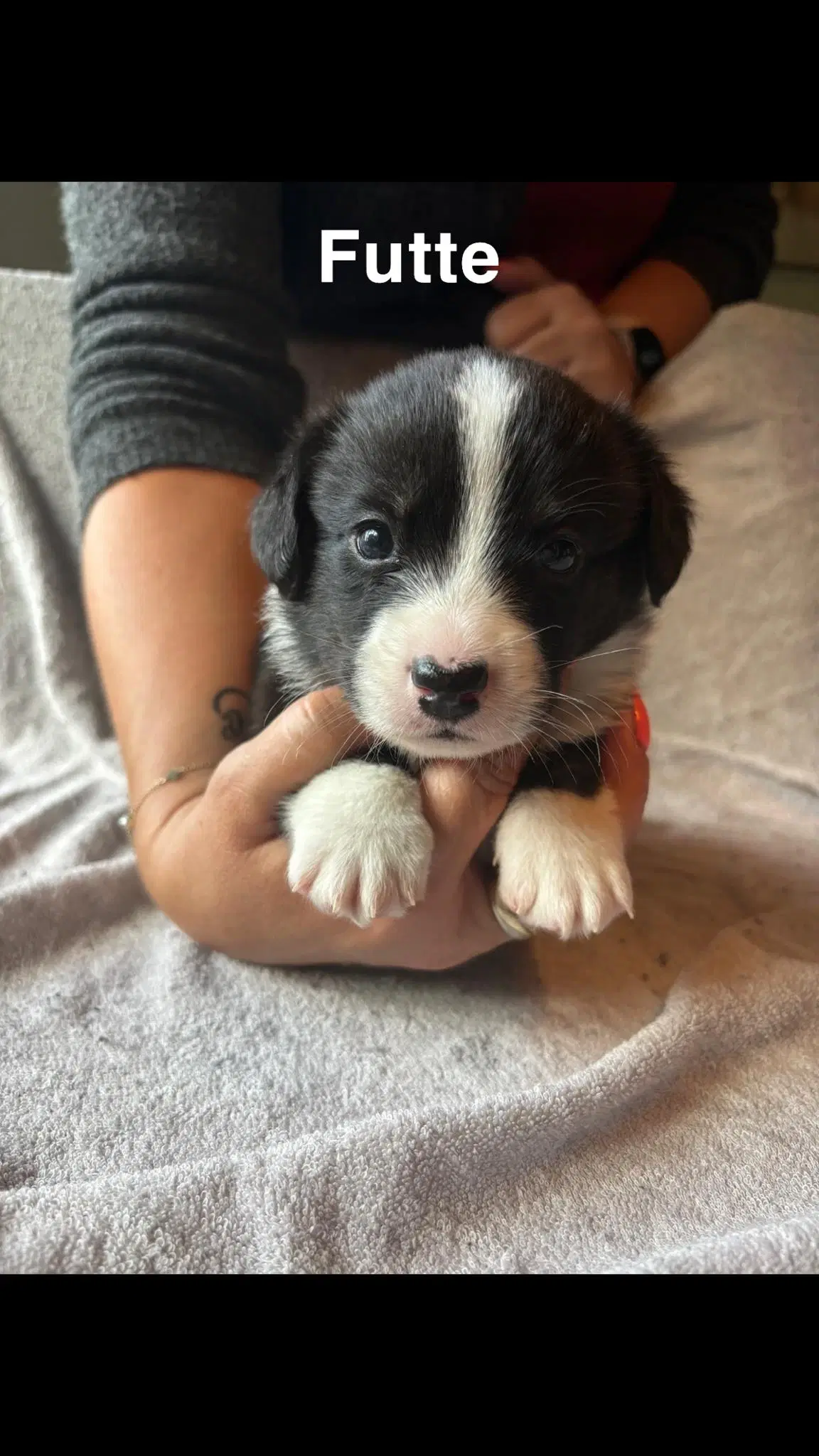 Welsh Corgi Cardigan hvalpe