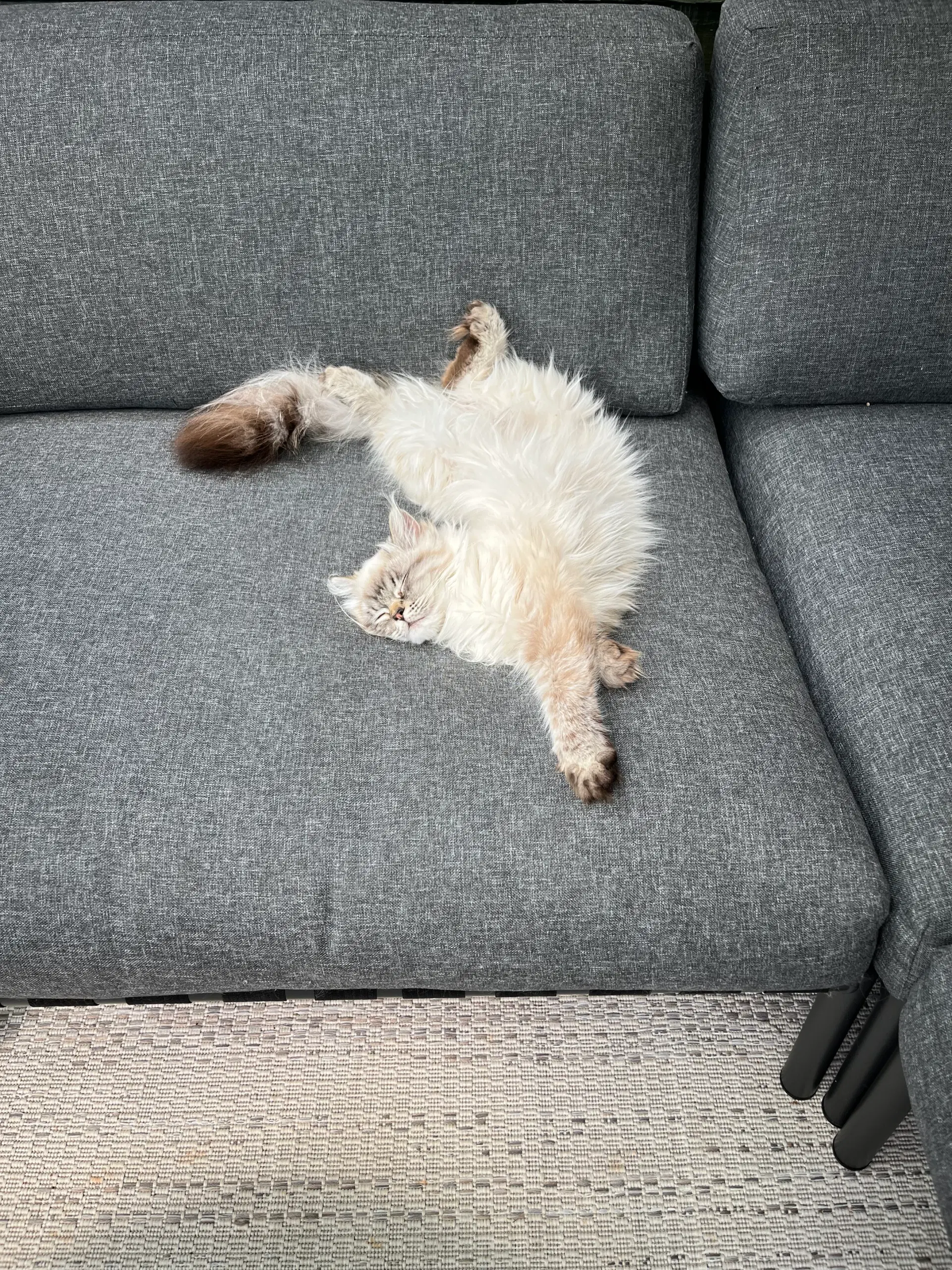 Ragdoll/perser hun 11 mdr