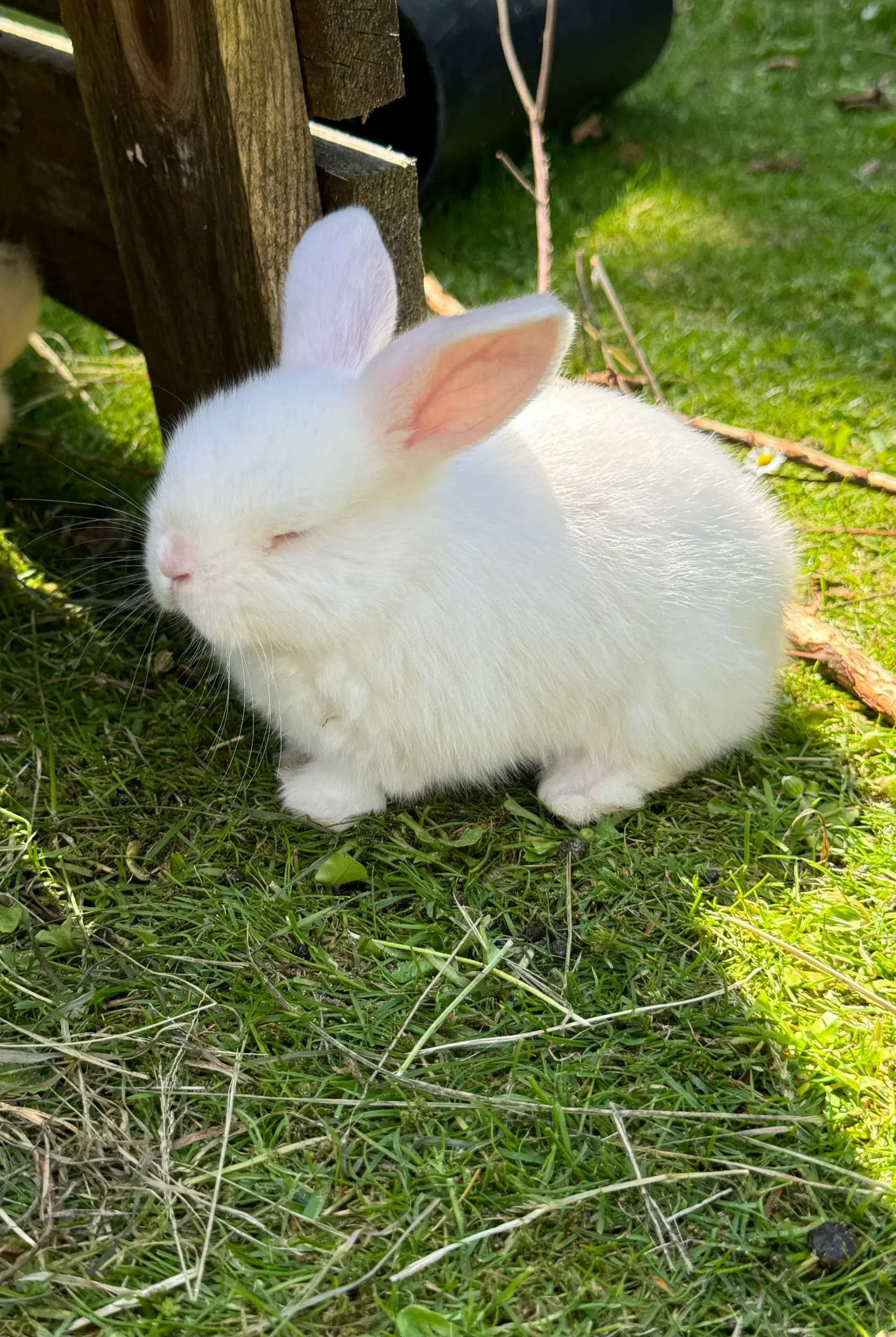 Minilop kaninunge