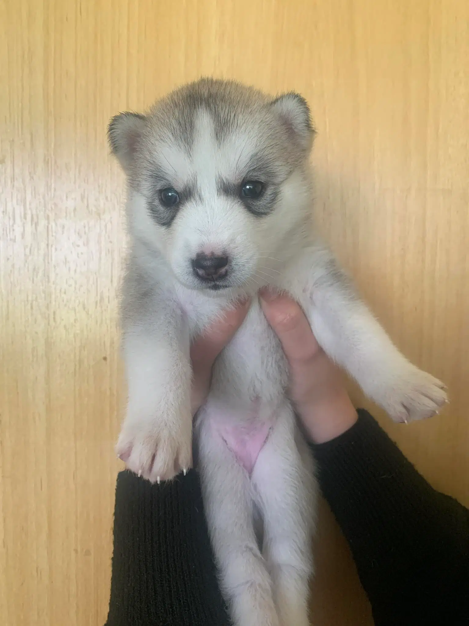 Siberian husky hvalpe