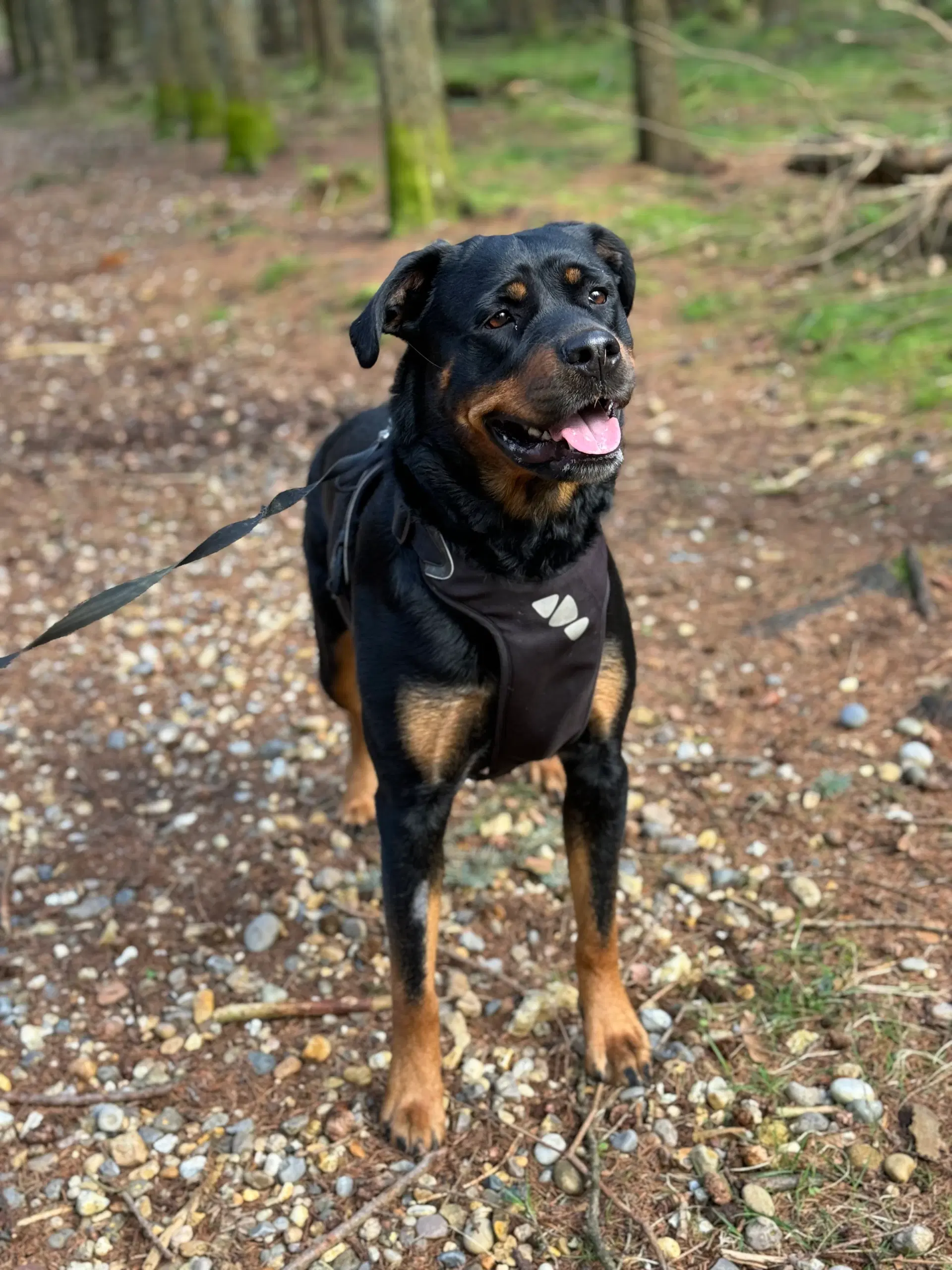 Rottweiler hvalpe søger kommende hjem