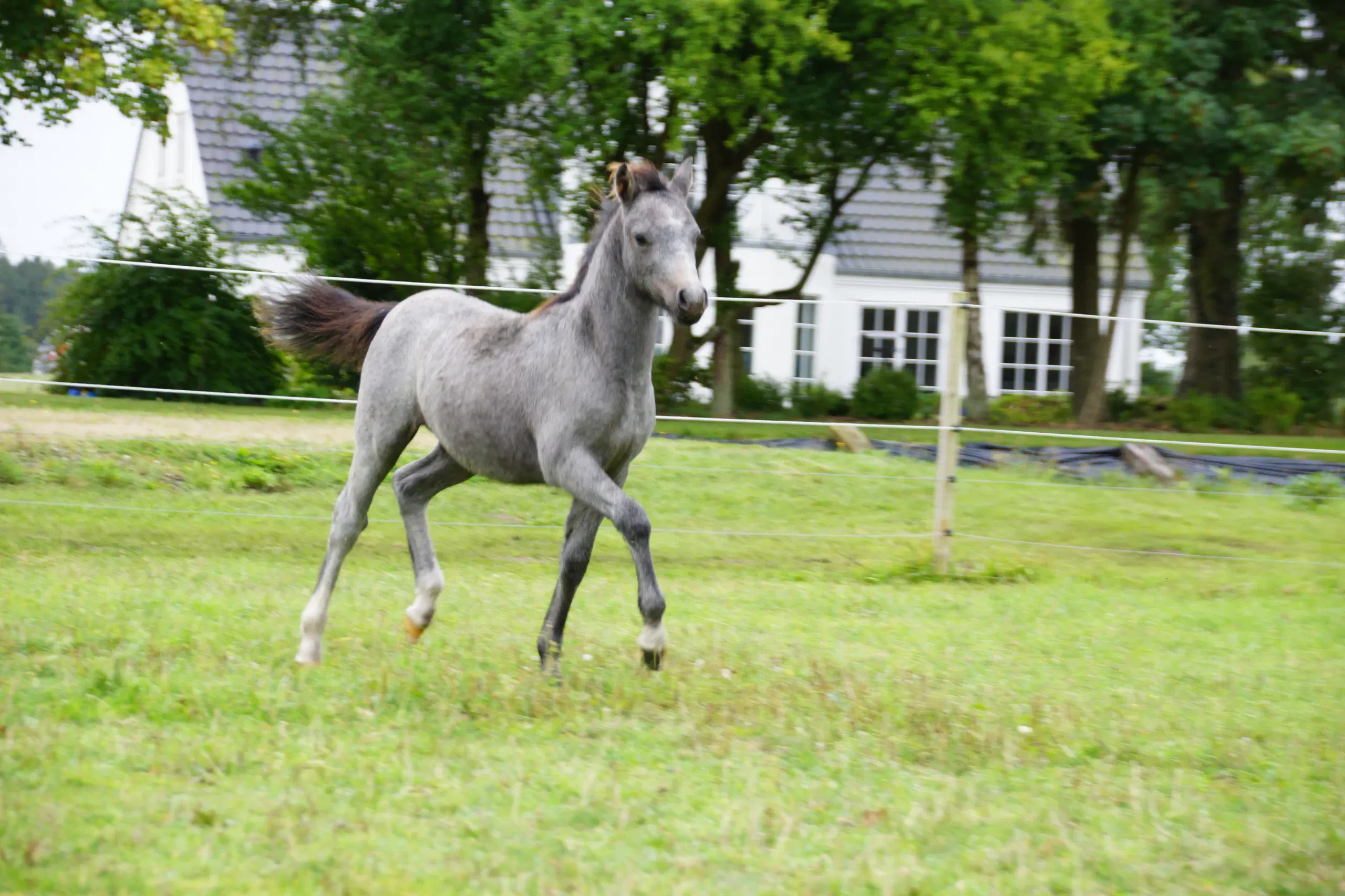 Welsh pony hingsteføl