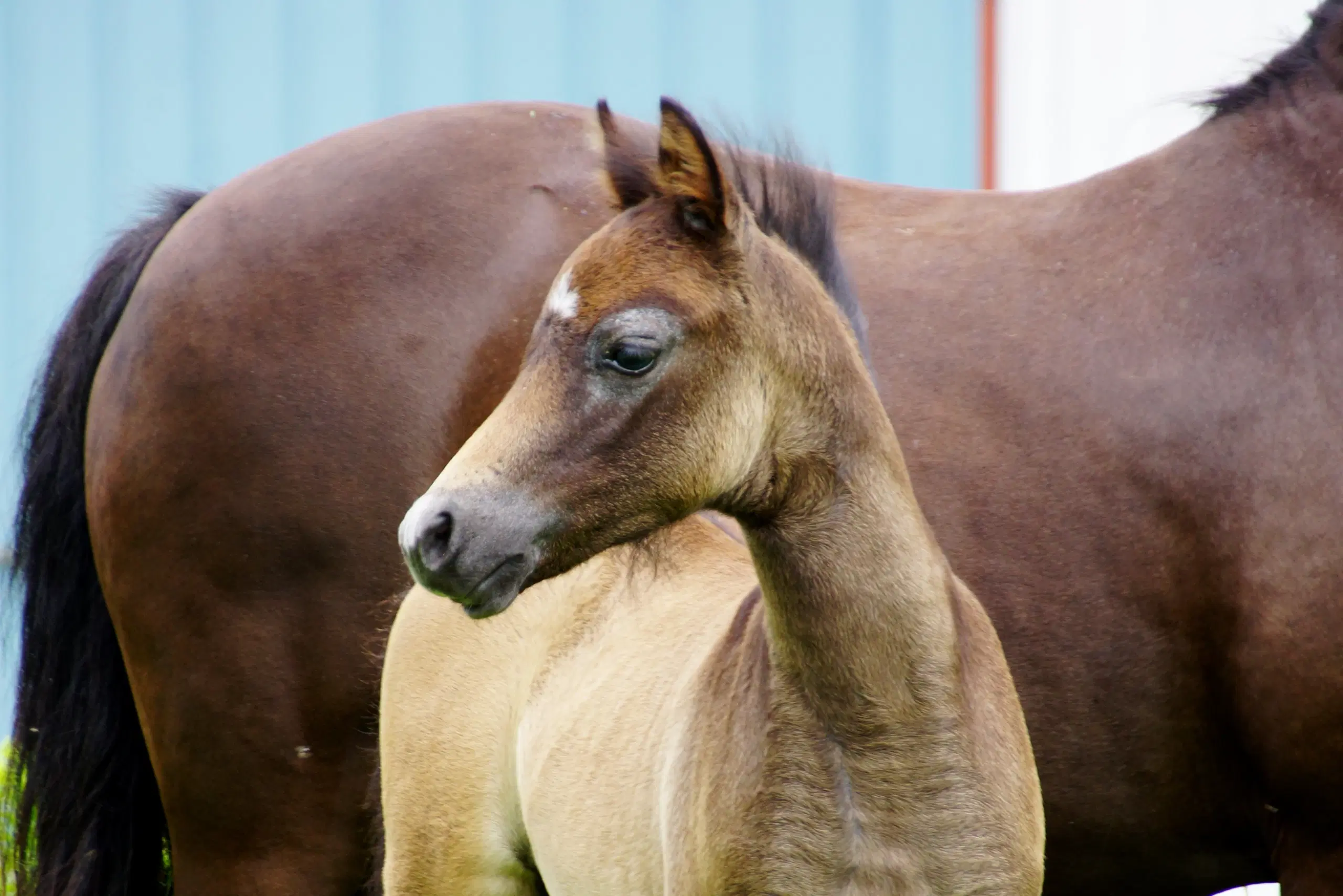 Welsh pony hingsteføl