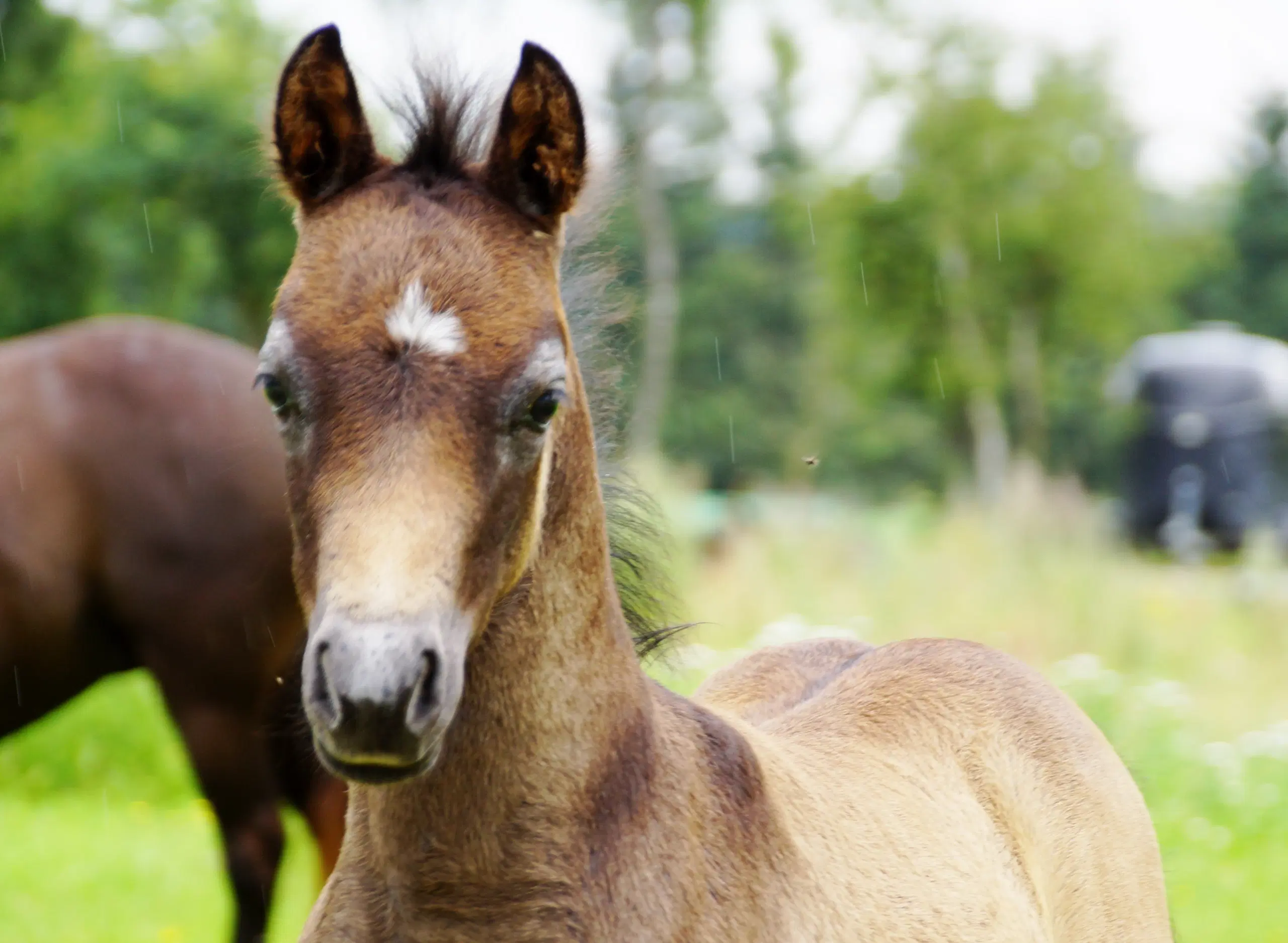 Welsh pony hingsteføl