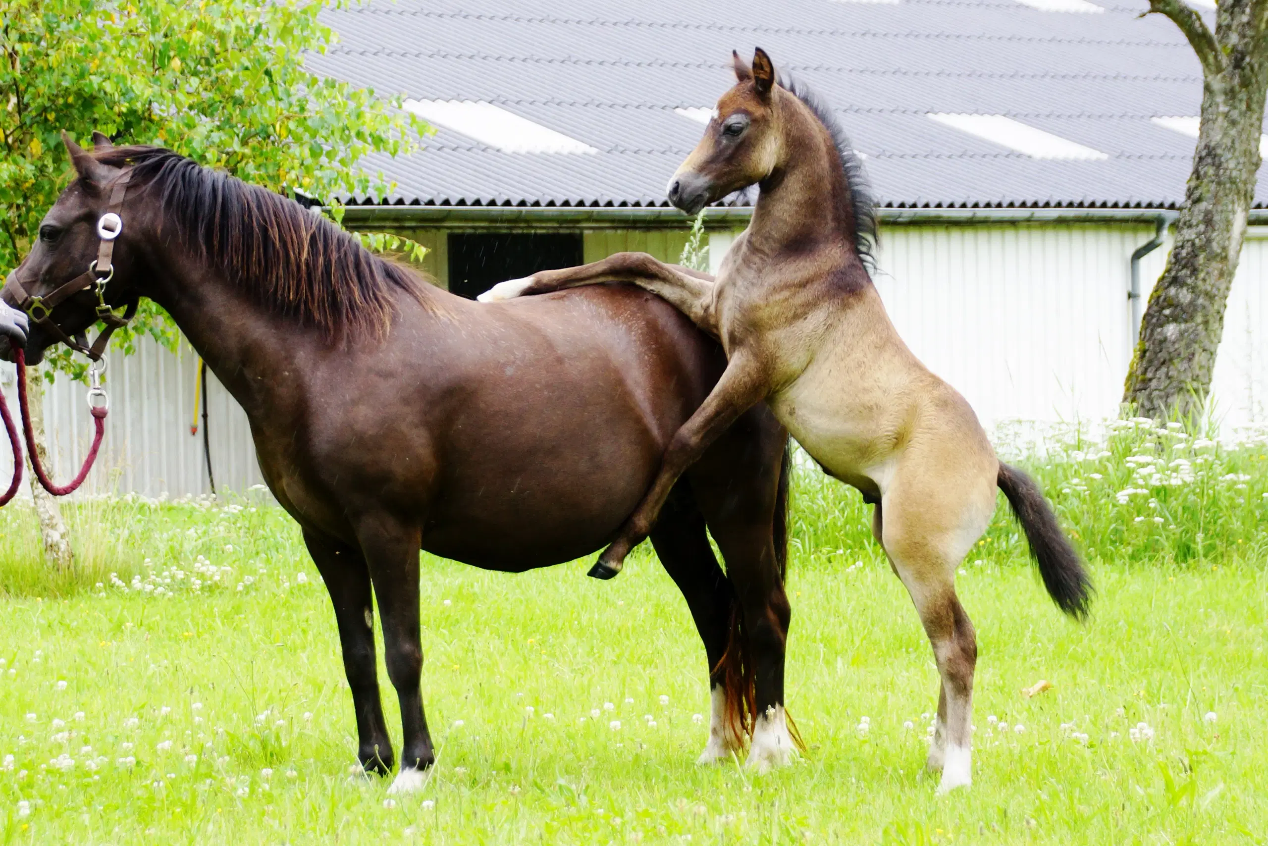 Welsh pony hingsteføl