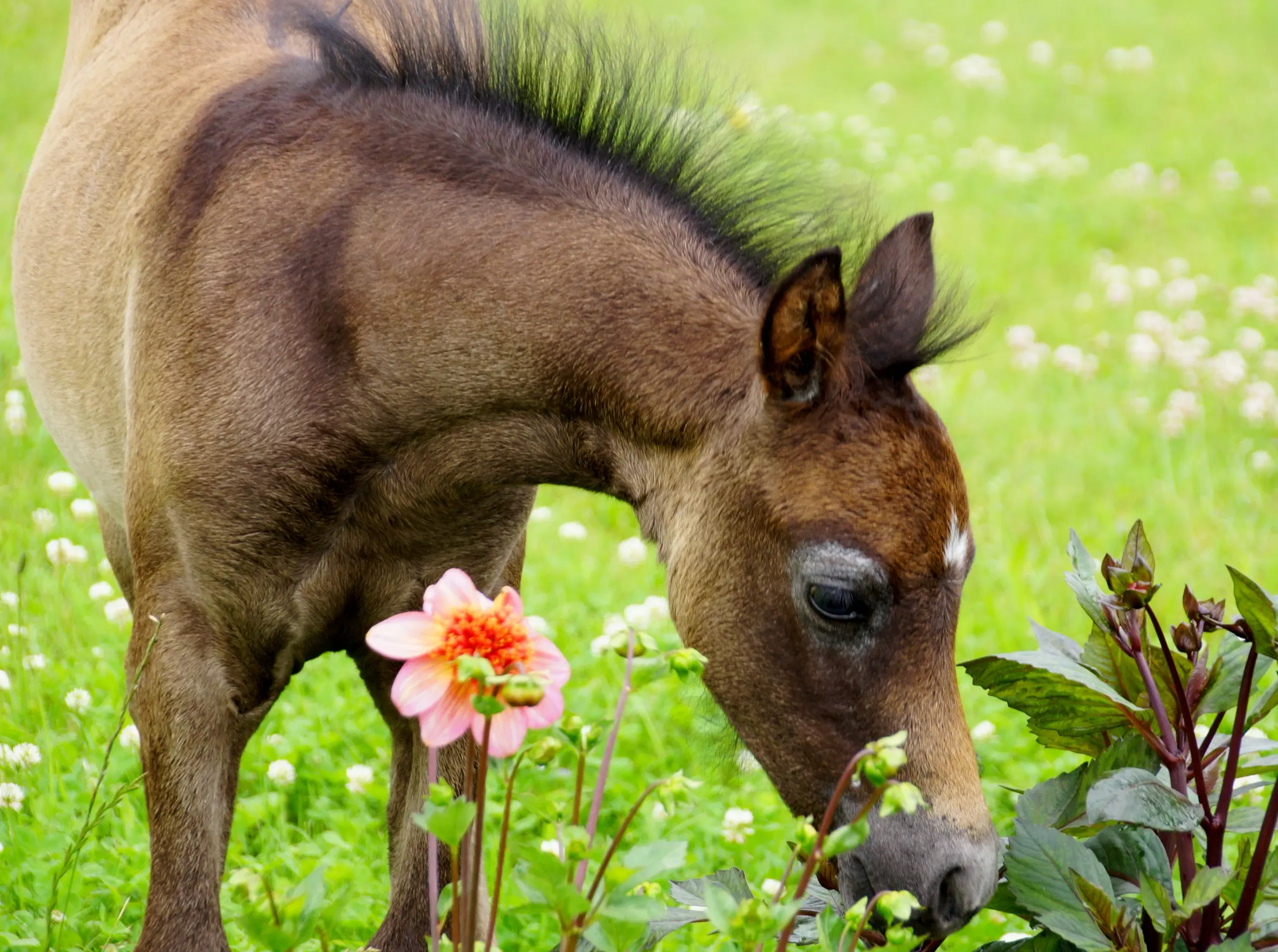 Welsh pony hingsteføl