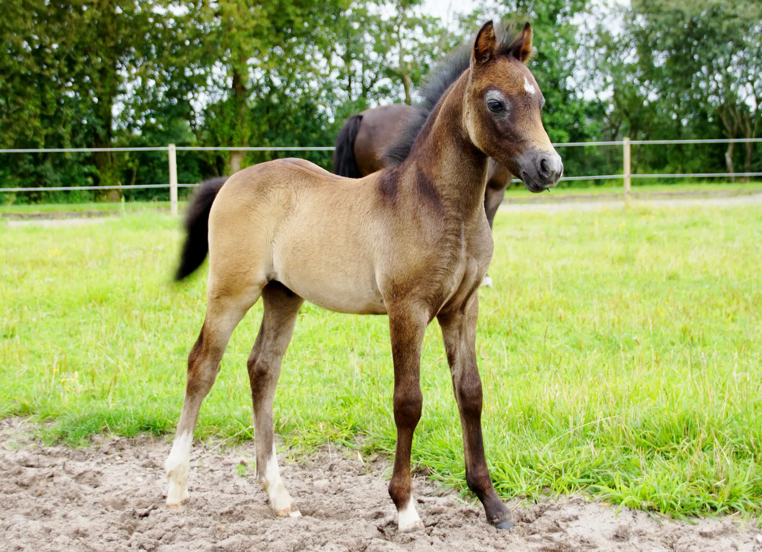 Welsh pony hingsteføl