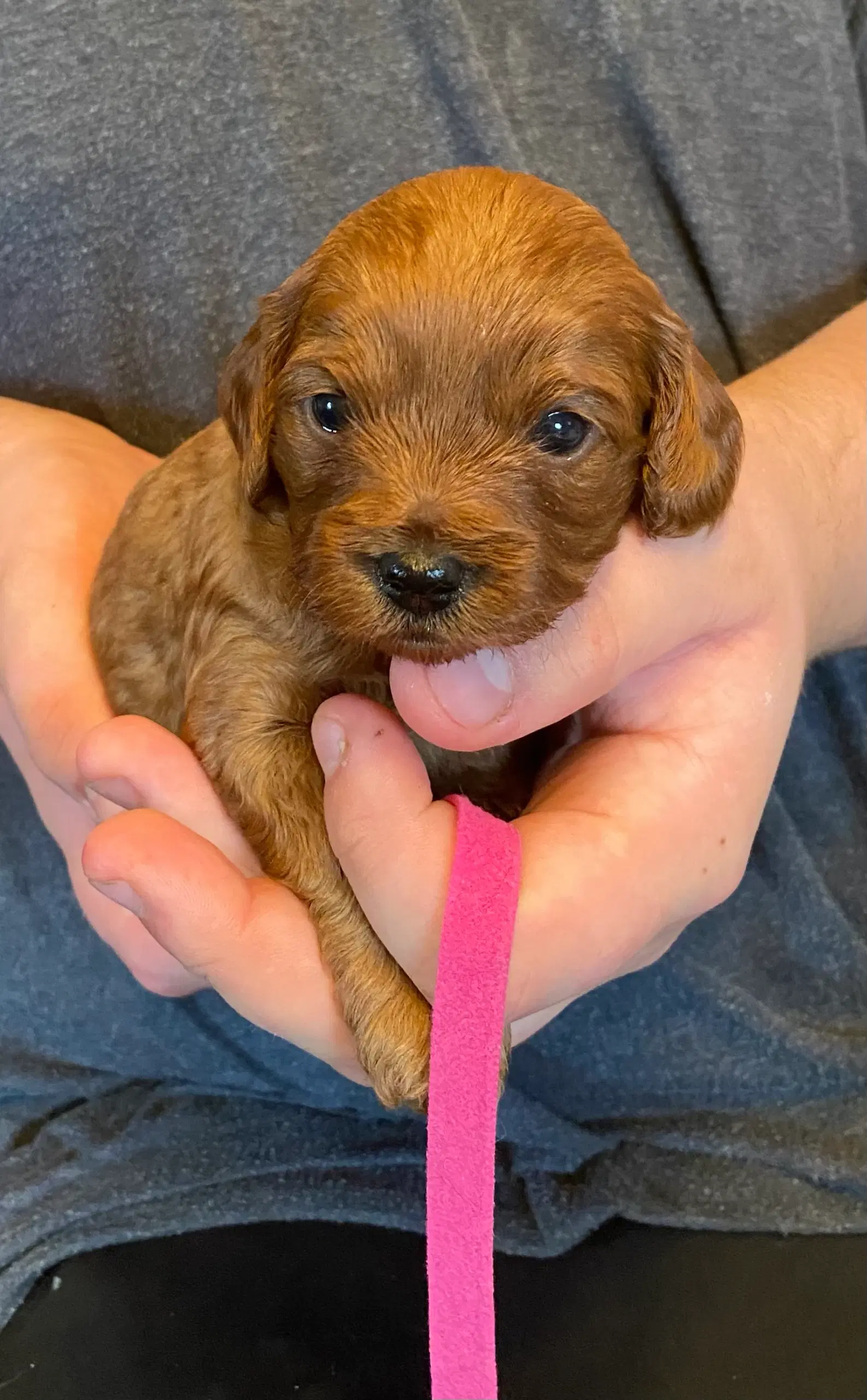 Cavapoo babyer