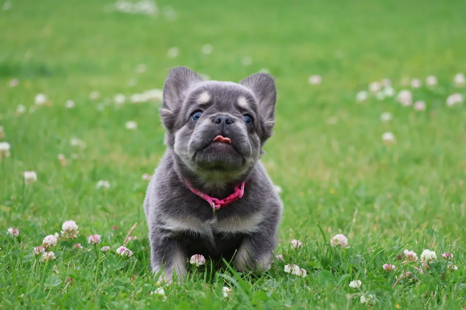 Fransk bulldog hvalpe også fluffy 8 uger 🐾