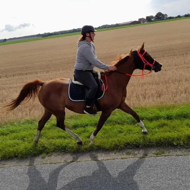 Søger låne hest