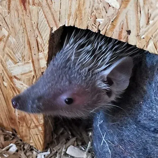 Tenrec