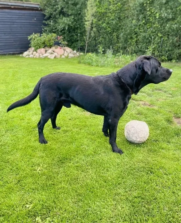 FT LABRADOR TILBYDES TIL AVL