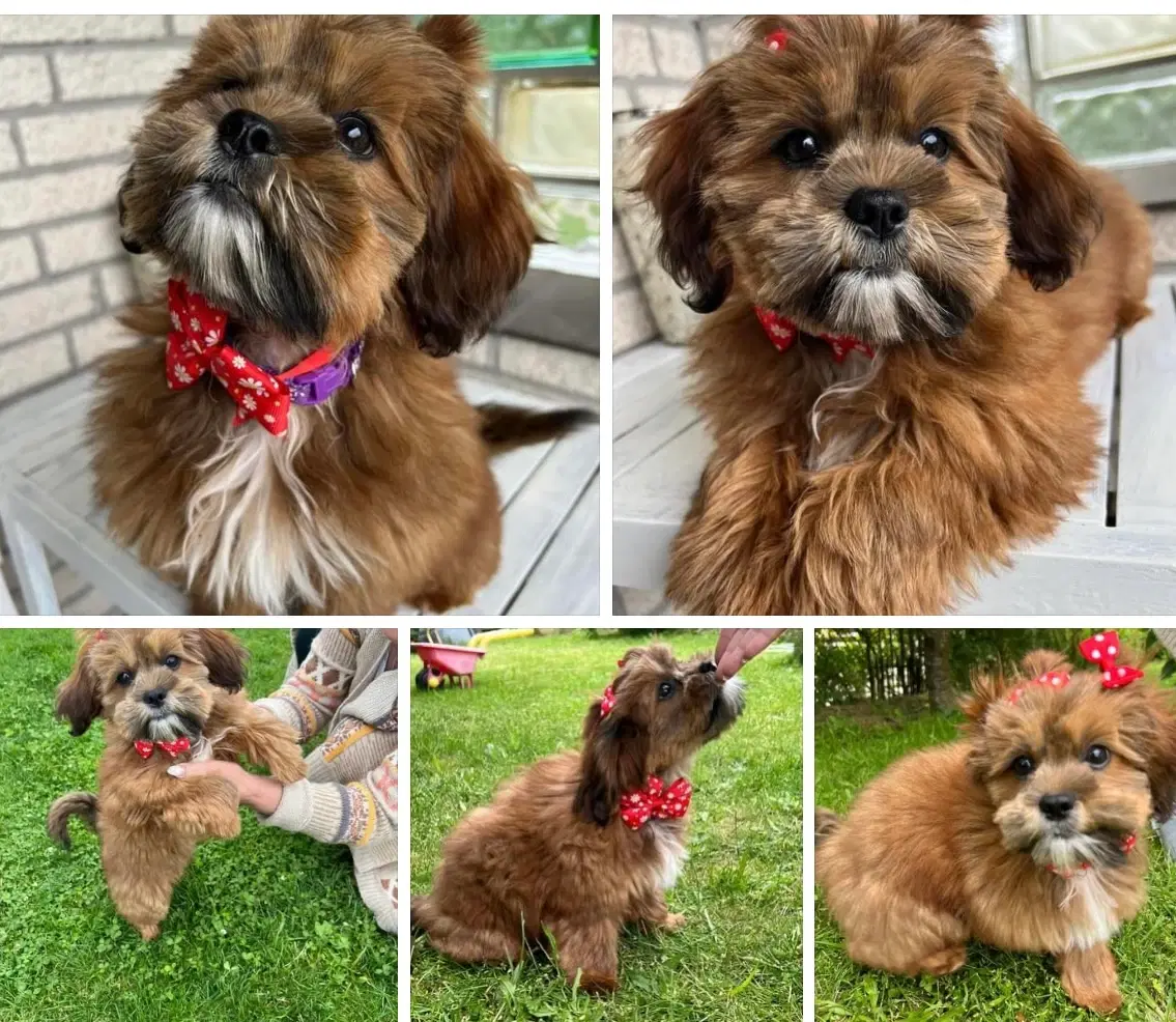 Cavapoo / thih  tzu( tæve)