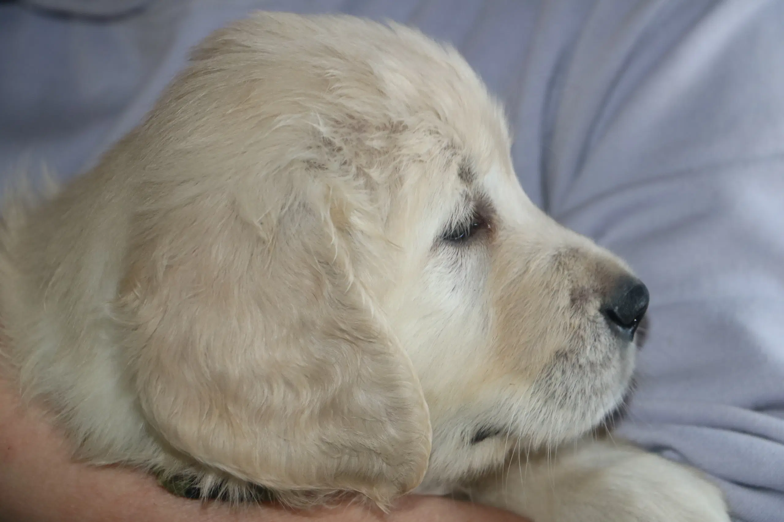 Verdens smukkeste Golden Retriever hvalpe