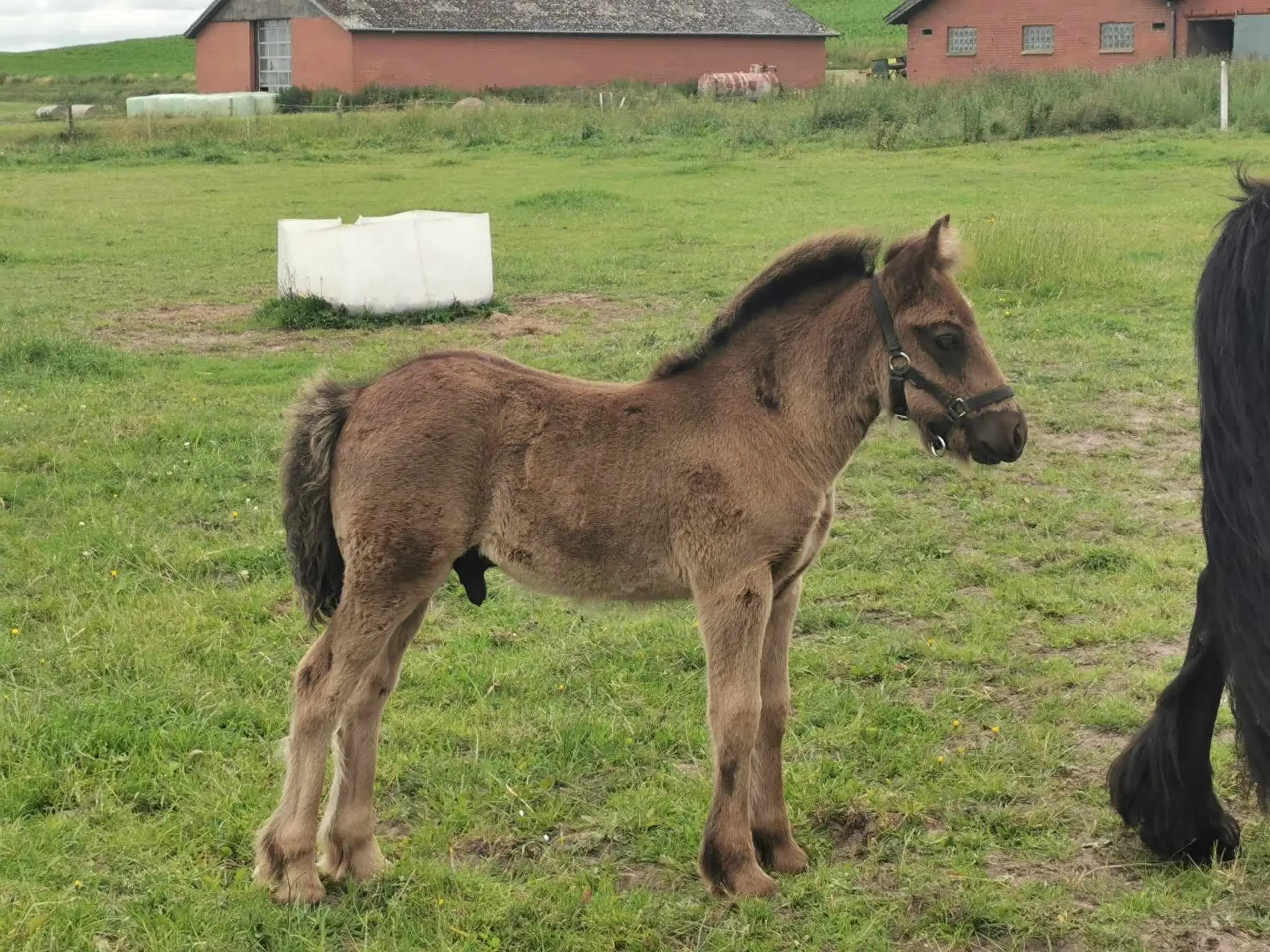 Fell pony hingstføl