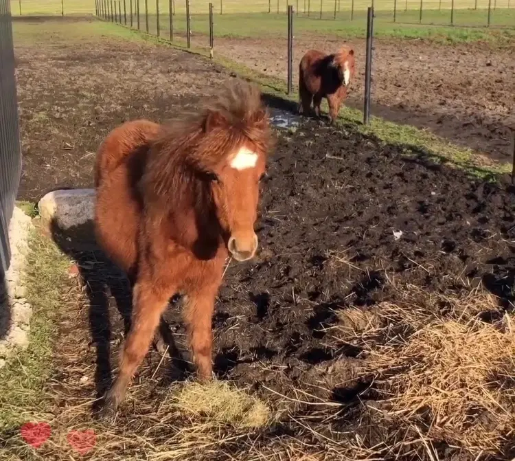 Bedækning tilbydes - pony