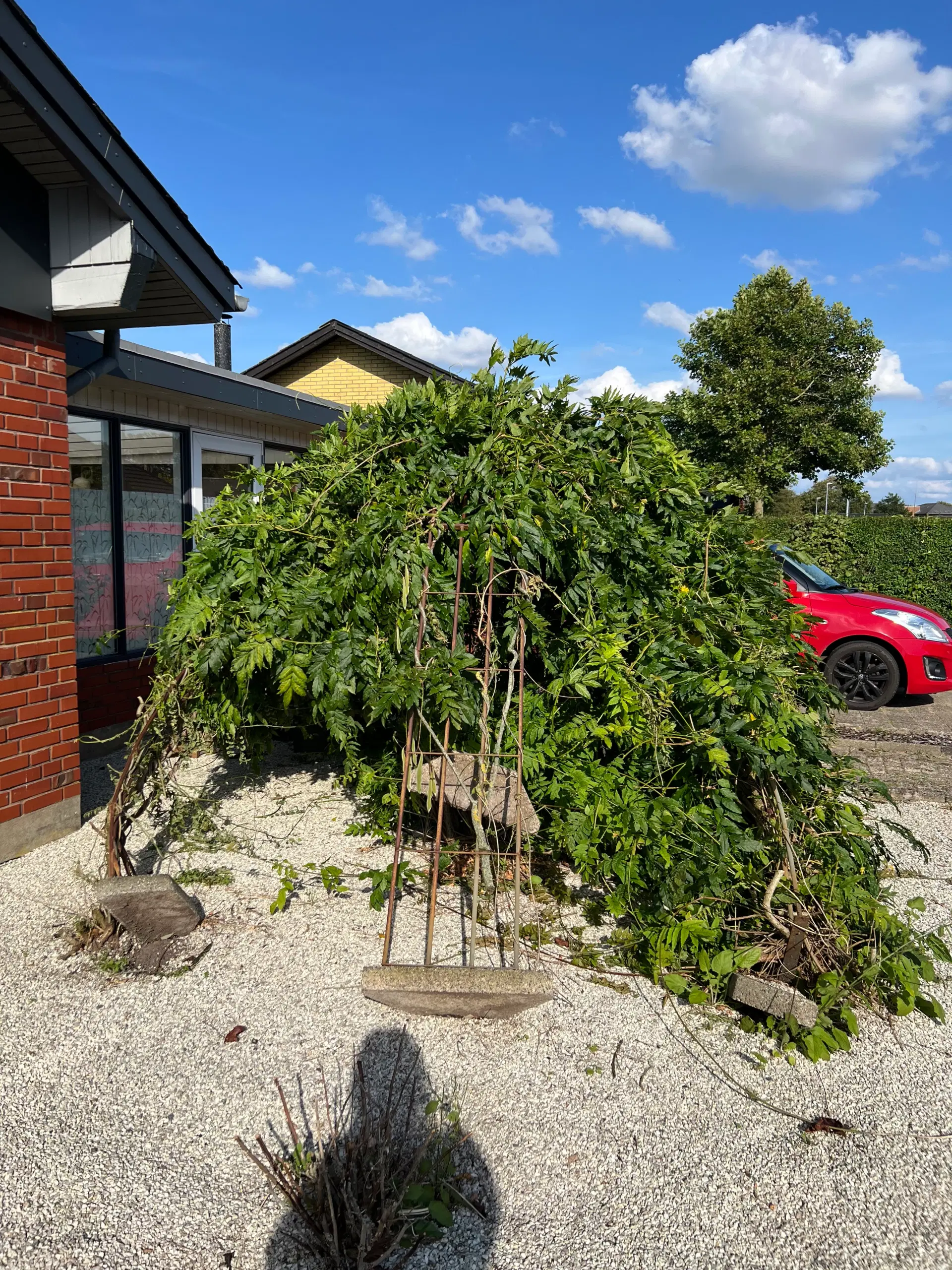 Espalier Stort