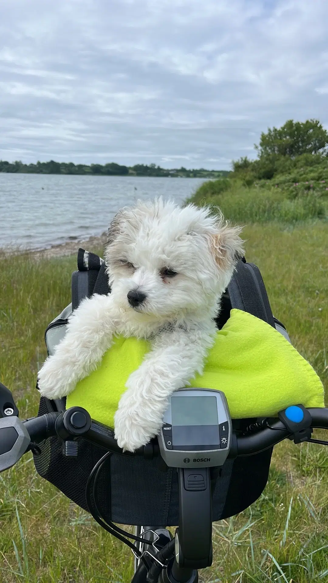 Bichon Havanais Hvalpe klar til efterårsferien