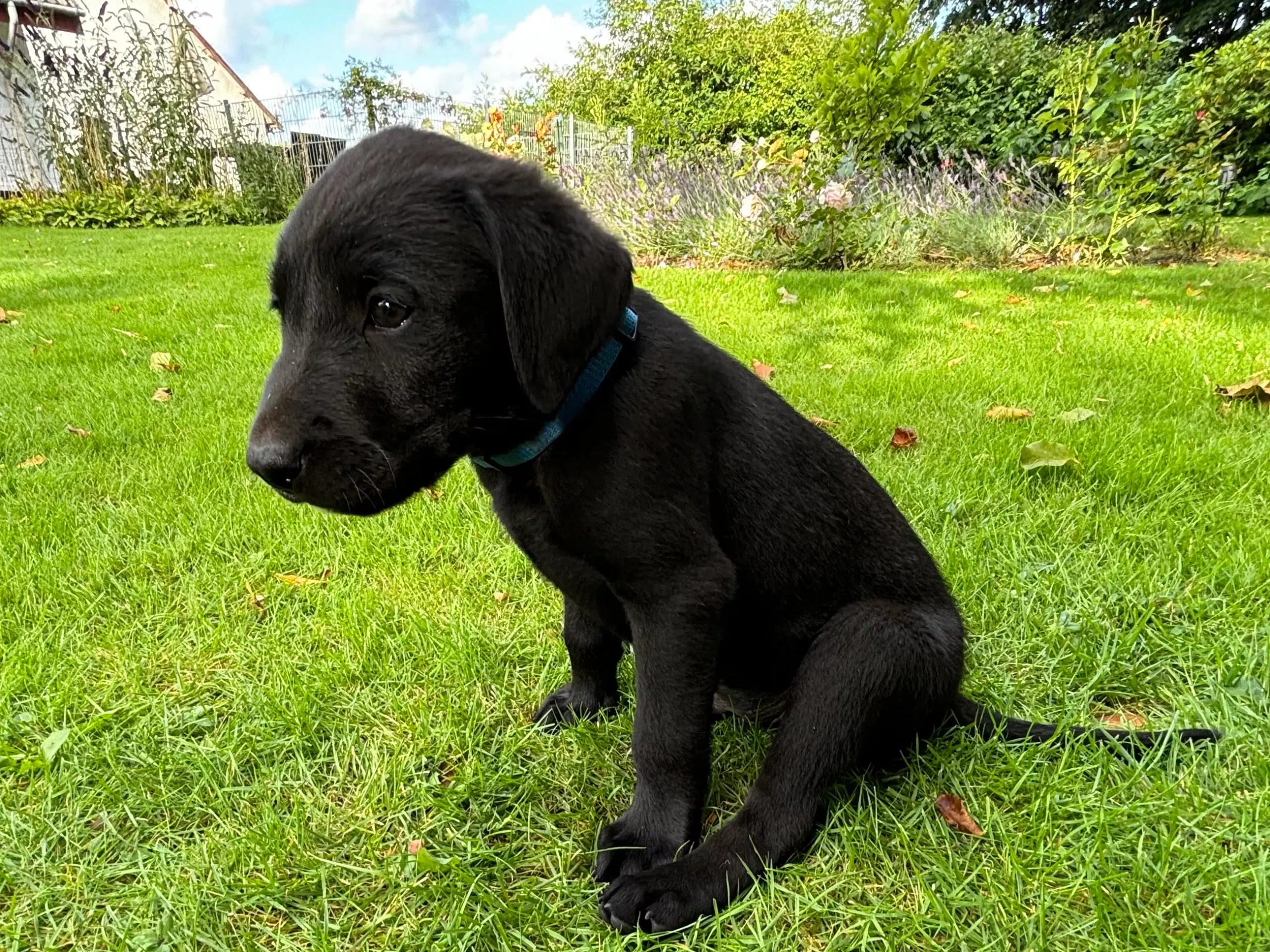 6 lækre labrador hvalpe