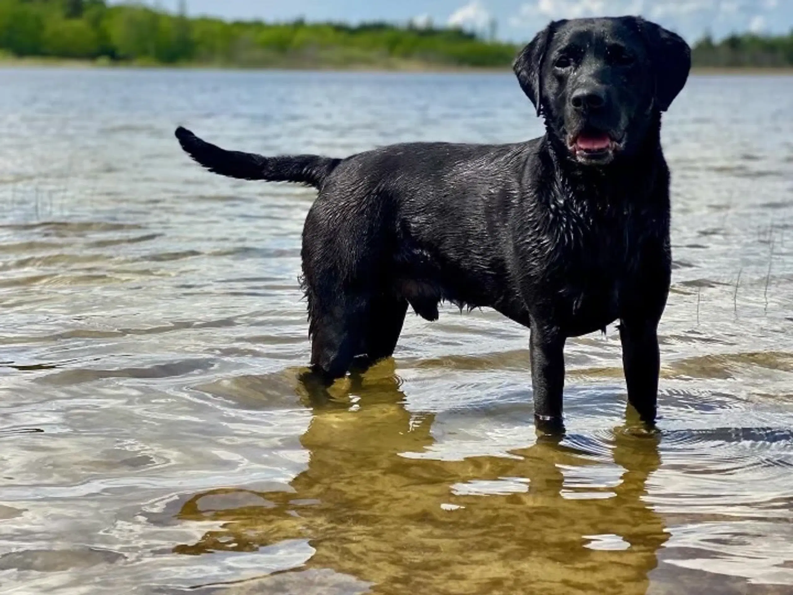 6 lækre labrador hvalpe