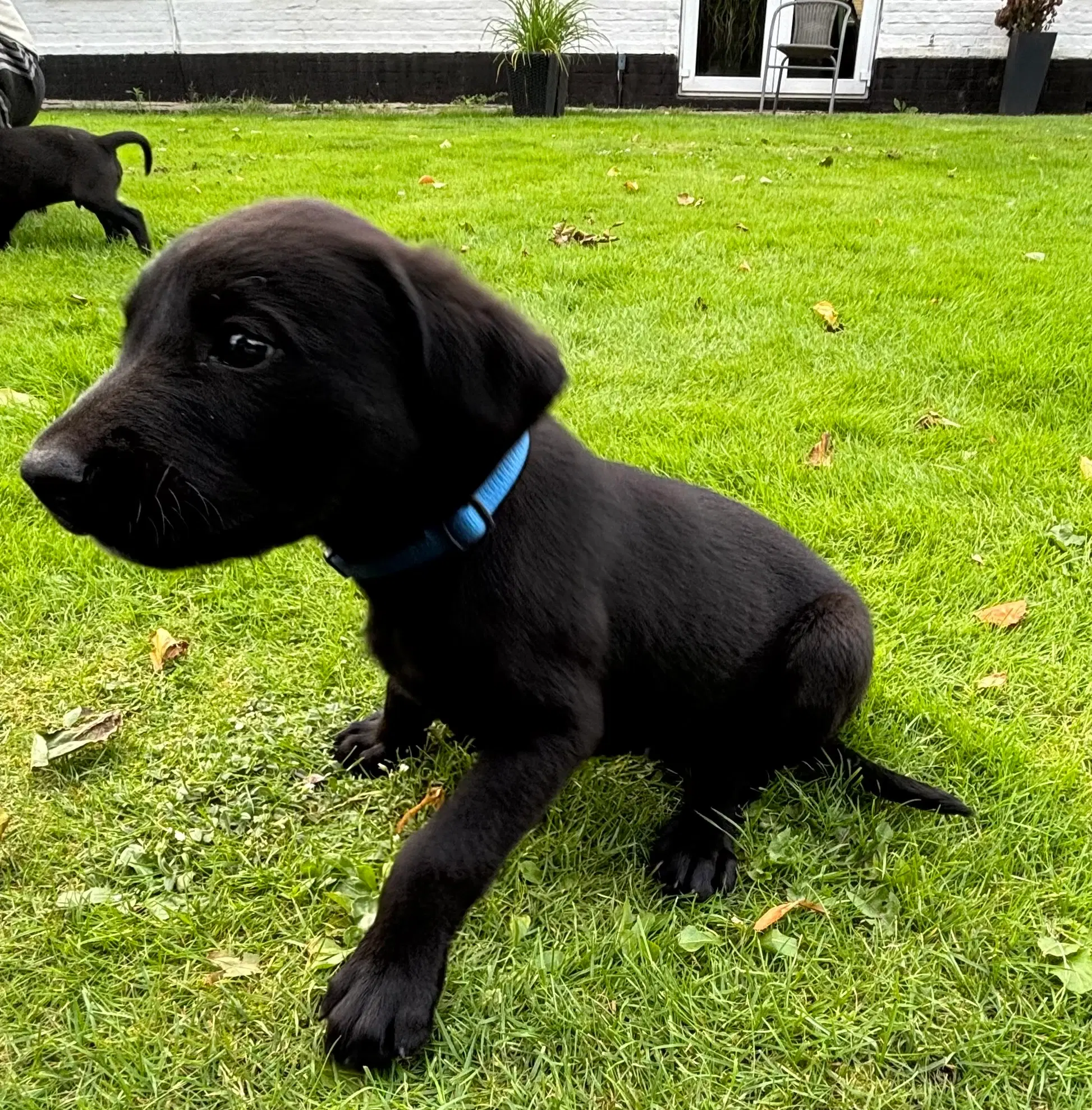 6 lækre labrador hvalpe