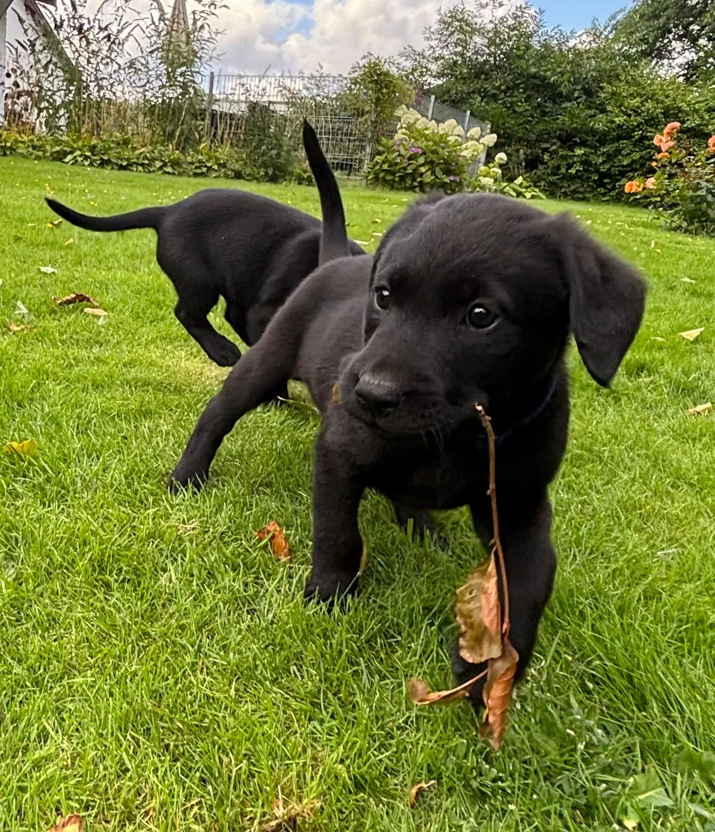 6 lækre labrador hvalpe