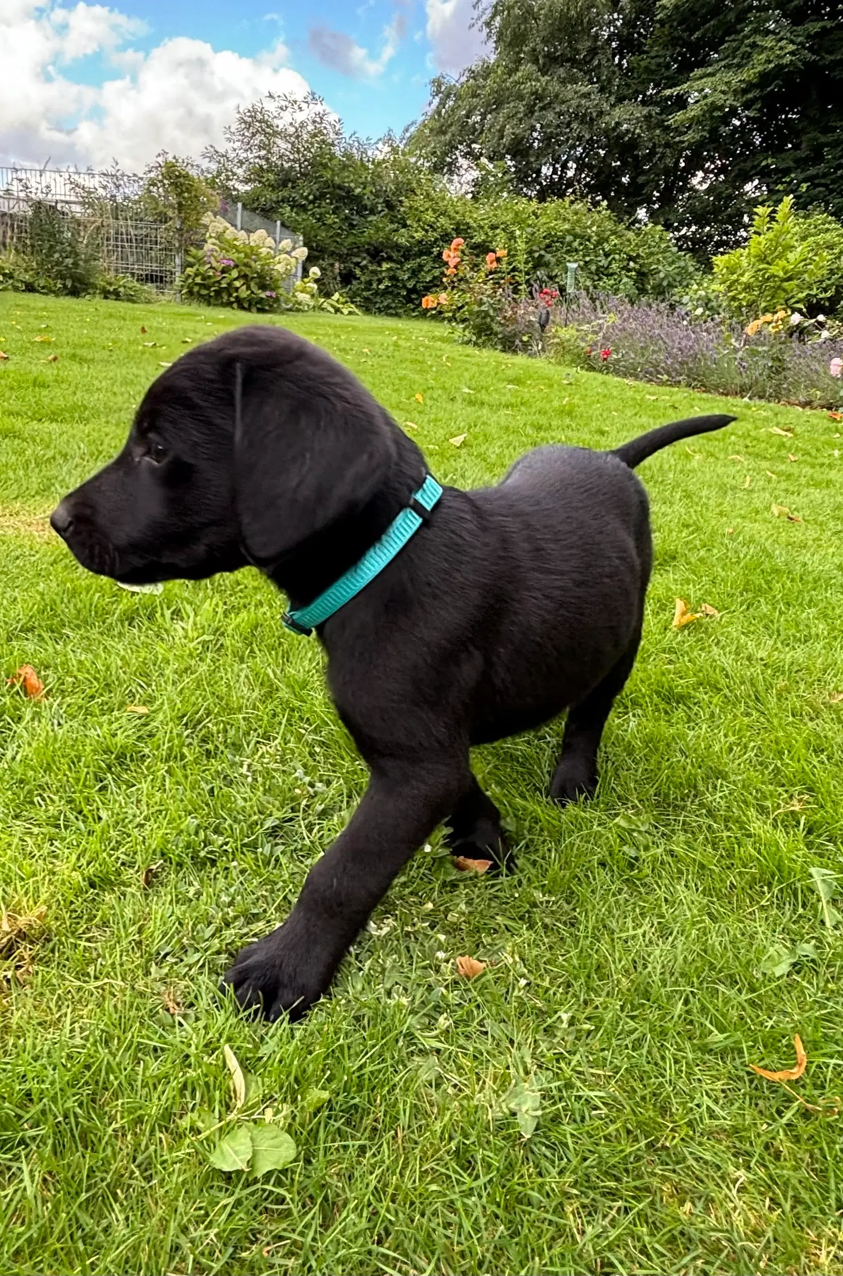 6 lækre labrador hvalpe