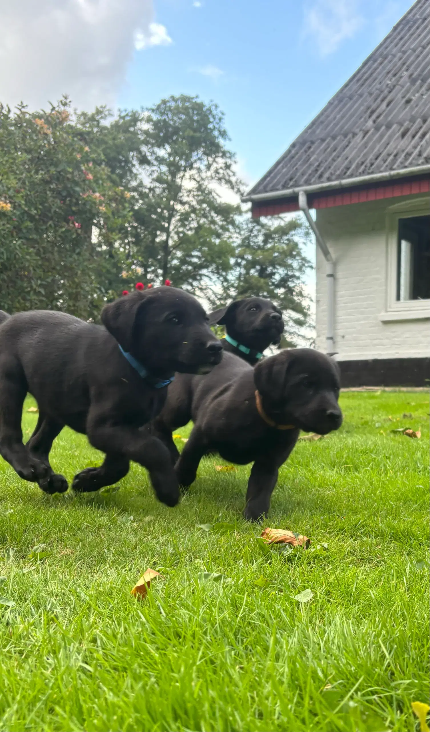 6 lækre labrador hvalpe