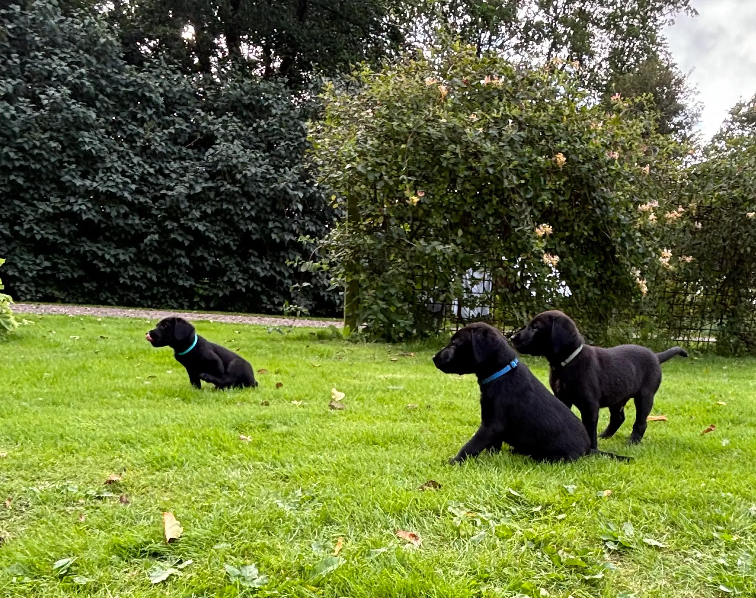 6 lækre labrador hvalpe