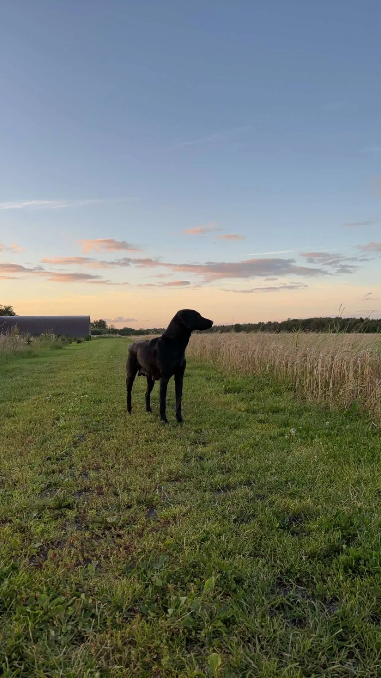 6 lækre labrador hvalpe