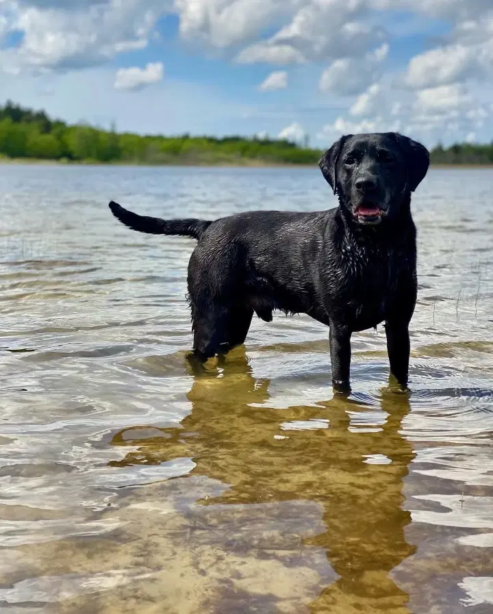 6 lækre labrador hvalpe